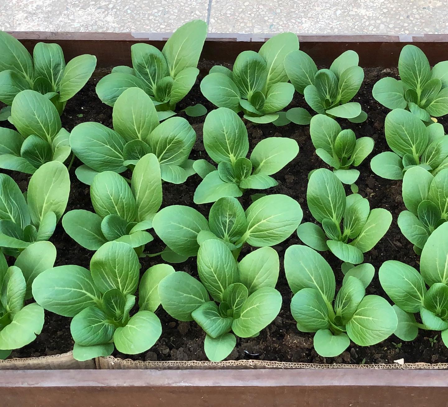 pak choi in rows