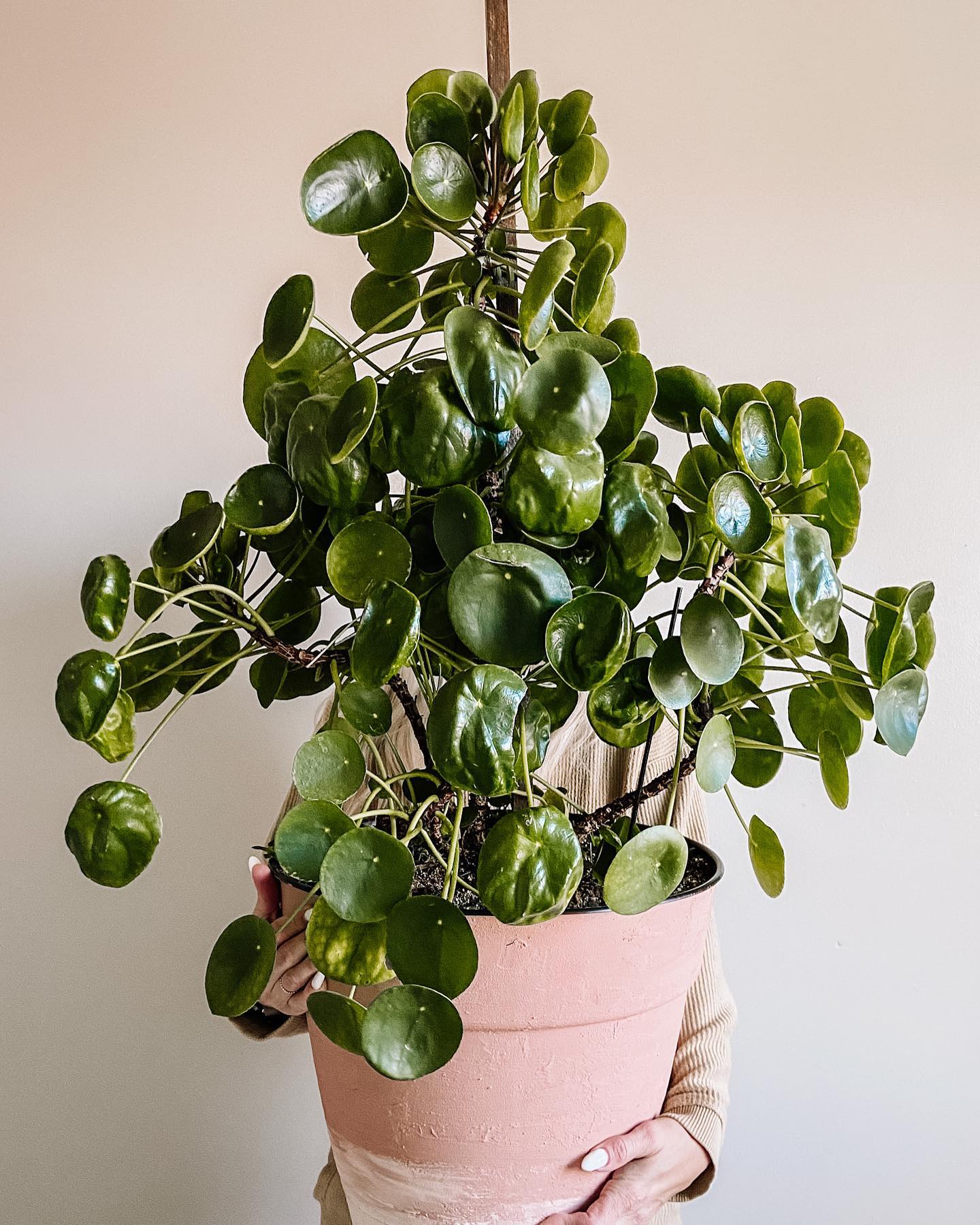 Varied height plants in living room