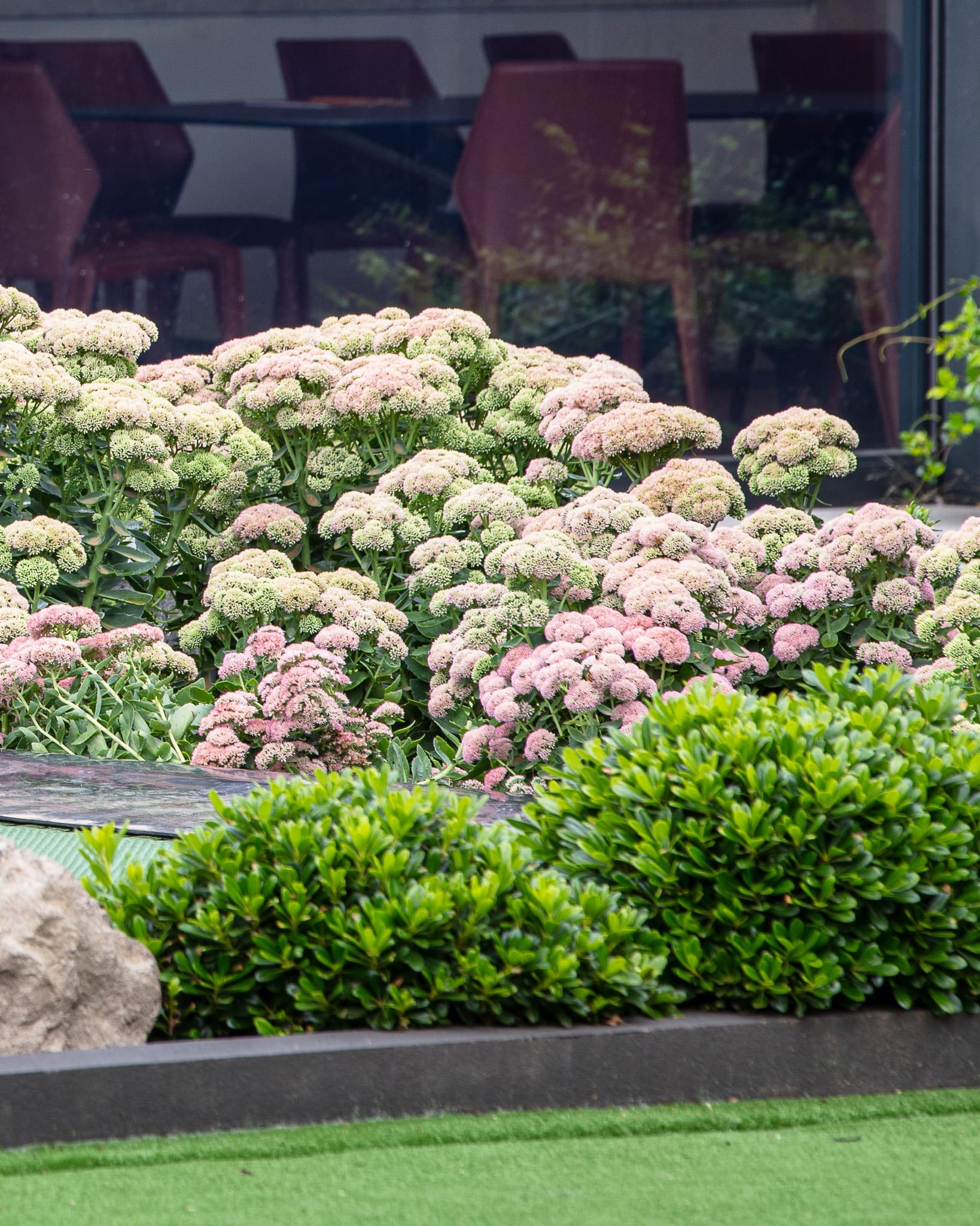 sedum on rocky terrain