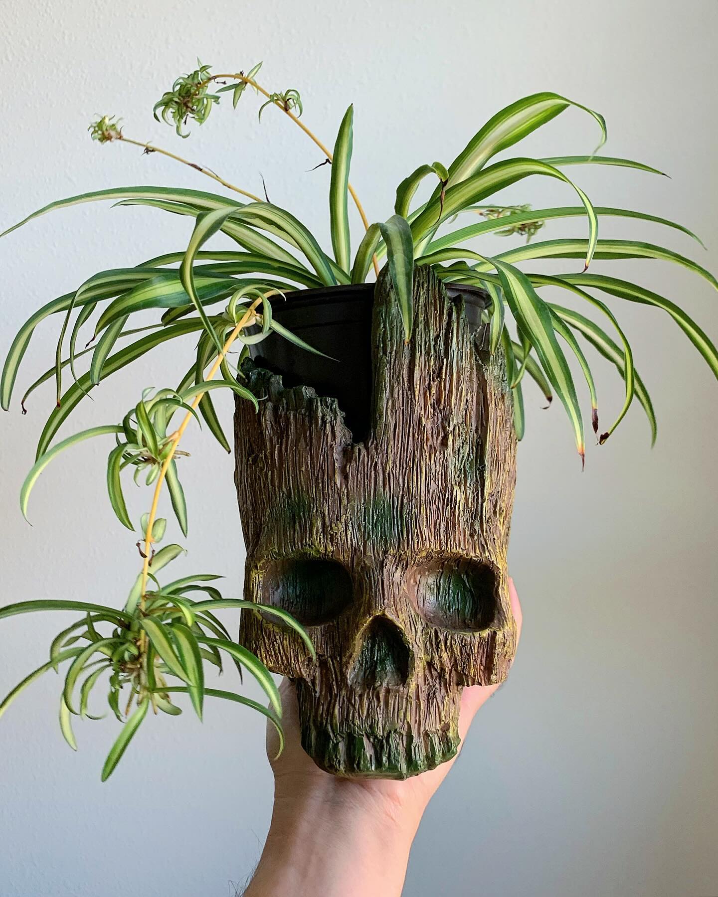 smoky quartz with spider plant on windowsill