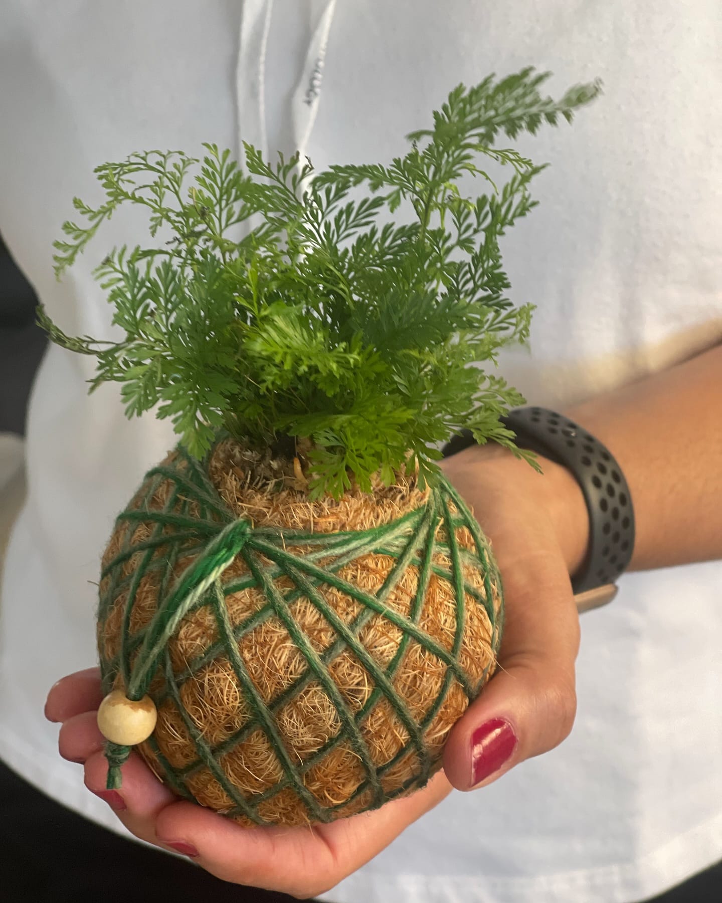 tropical plant kokedama in corner