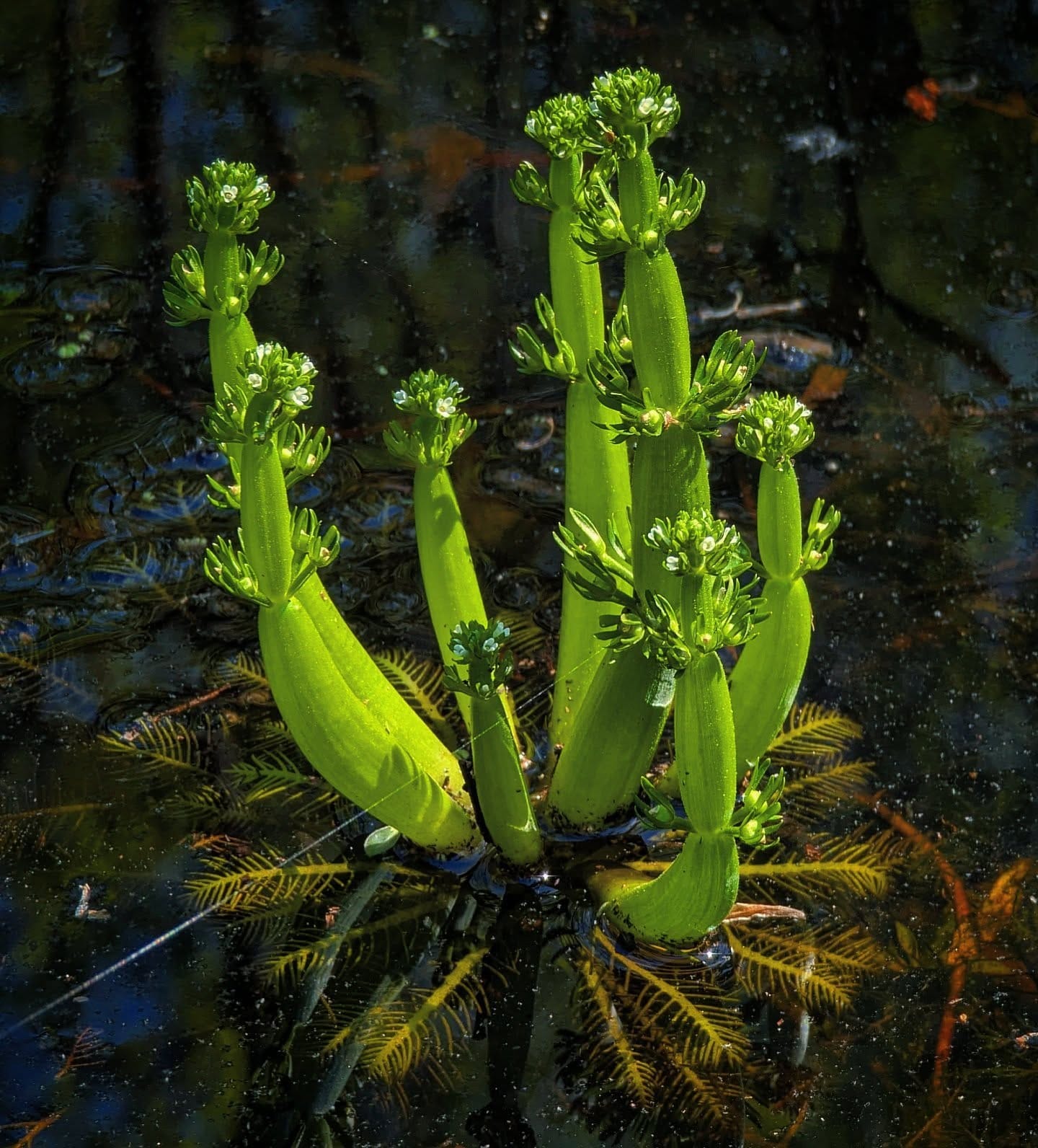 floating plant raft on lake