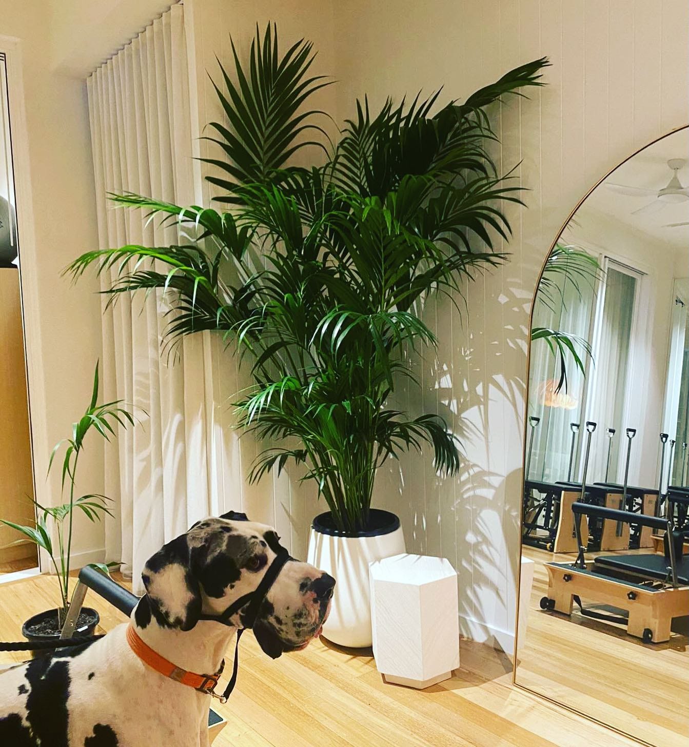 palms in sunroom