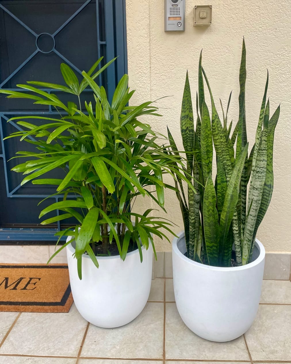 Snake plant and Peace Lily in home office