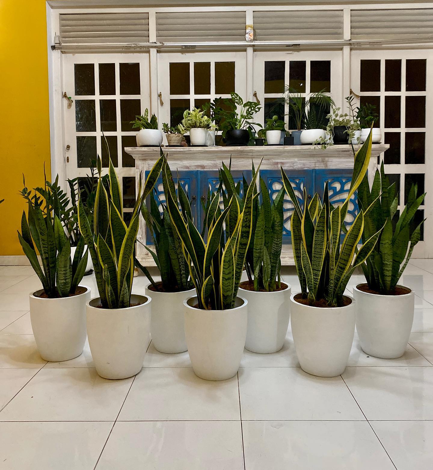 snake plant in ceramic pot