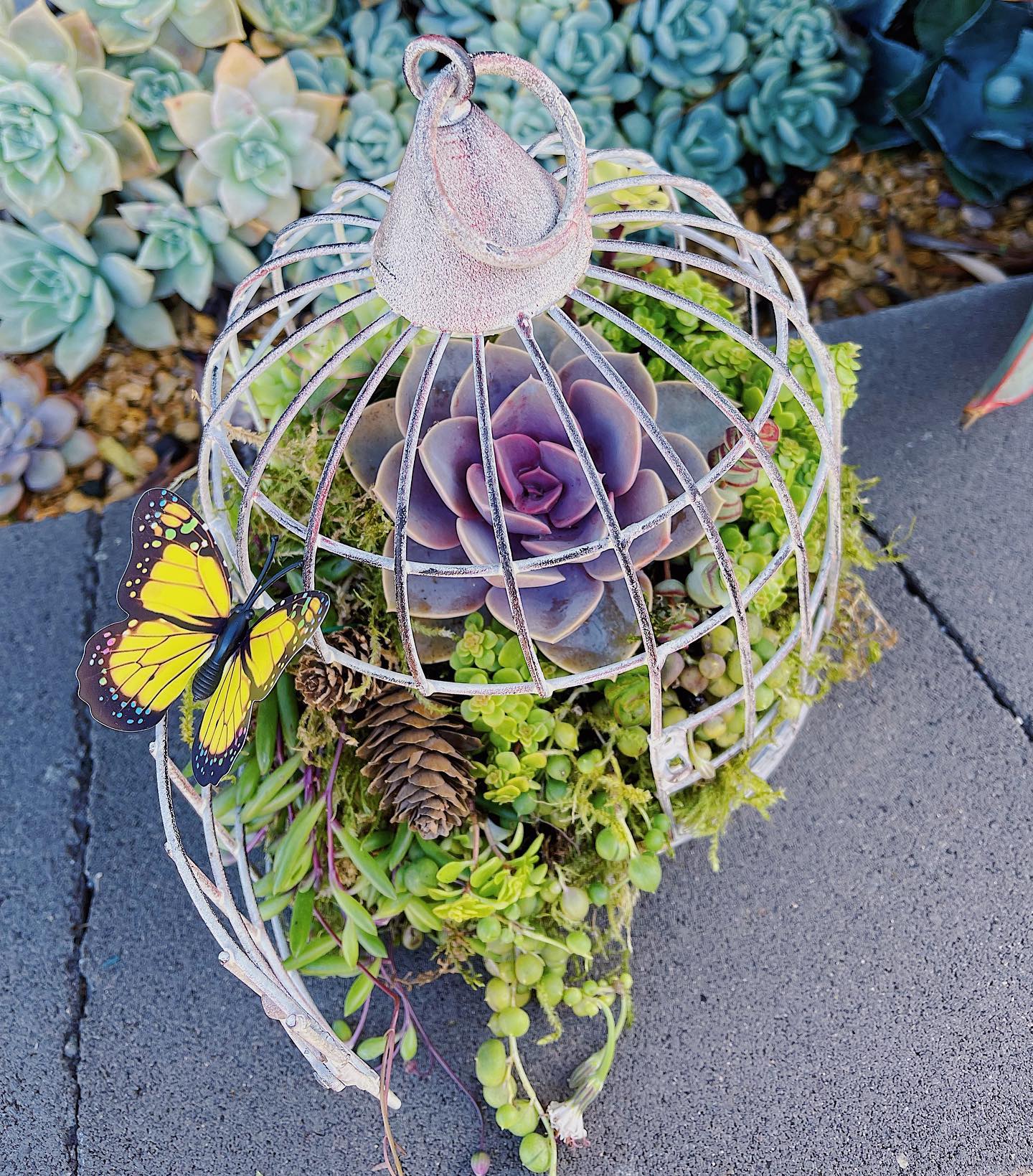 air plants hanging in birdcage