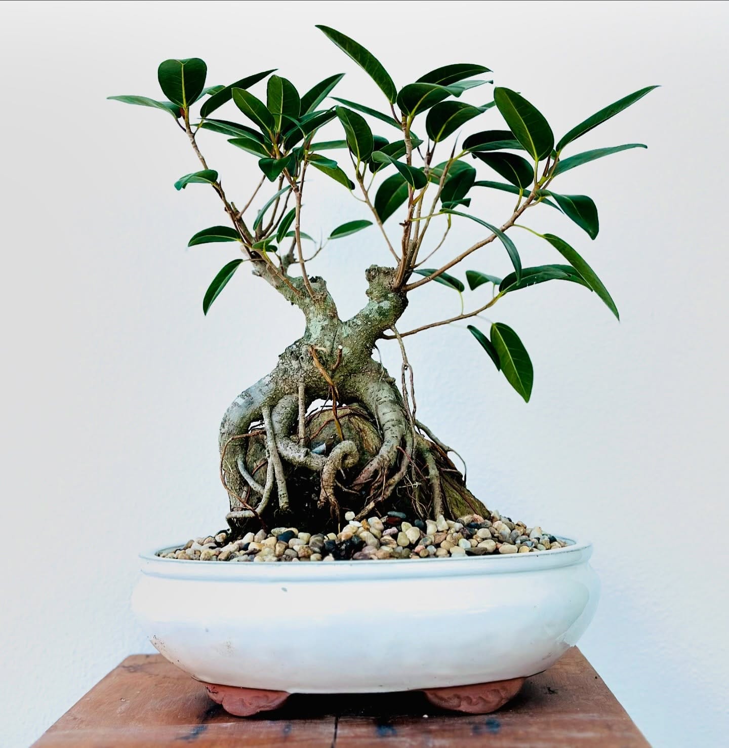 bonsai tree with volcanic rocks