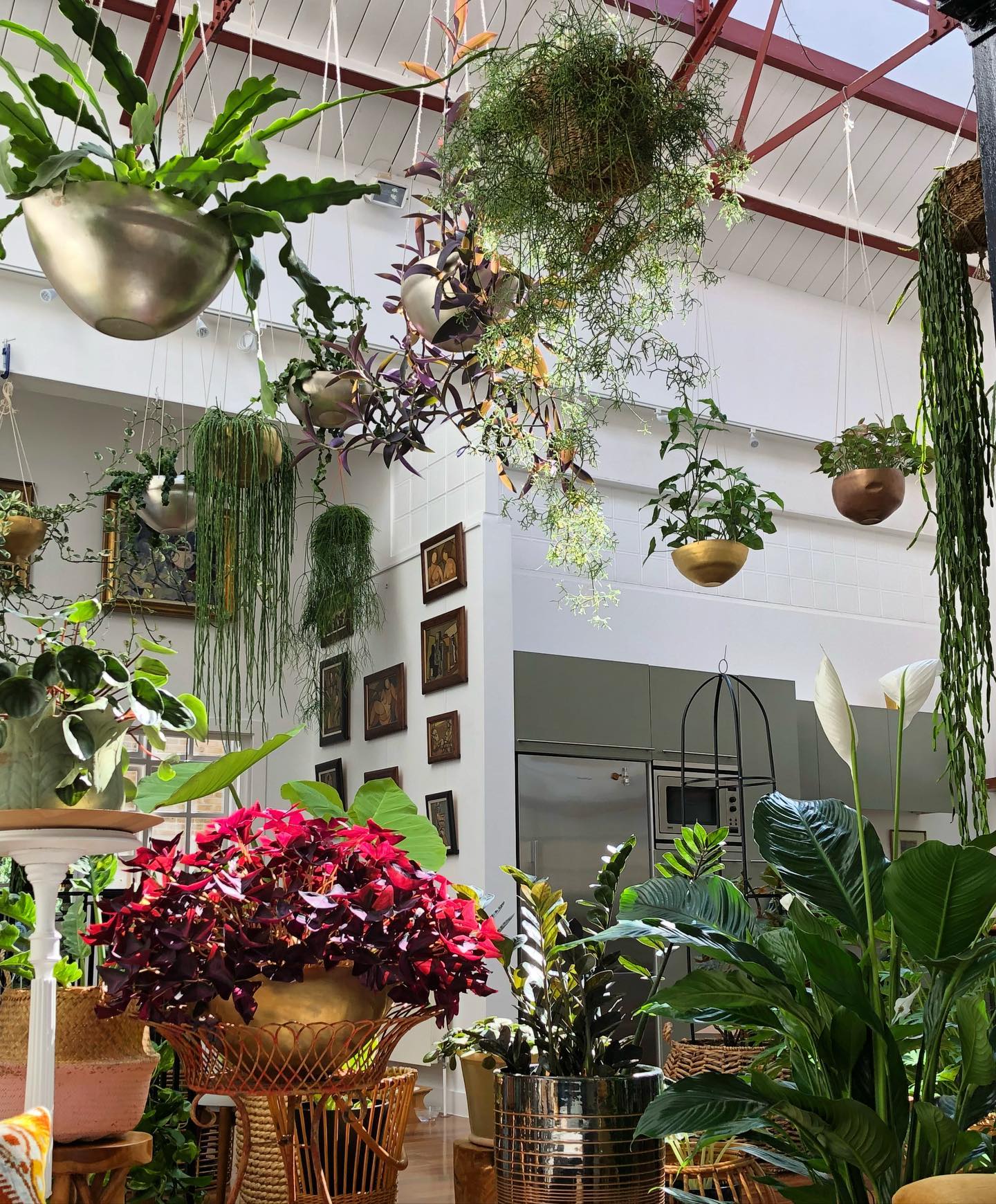 Fiddle Leaf Fig and Rubber Plant in cozy corner