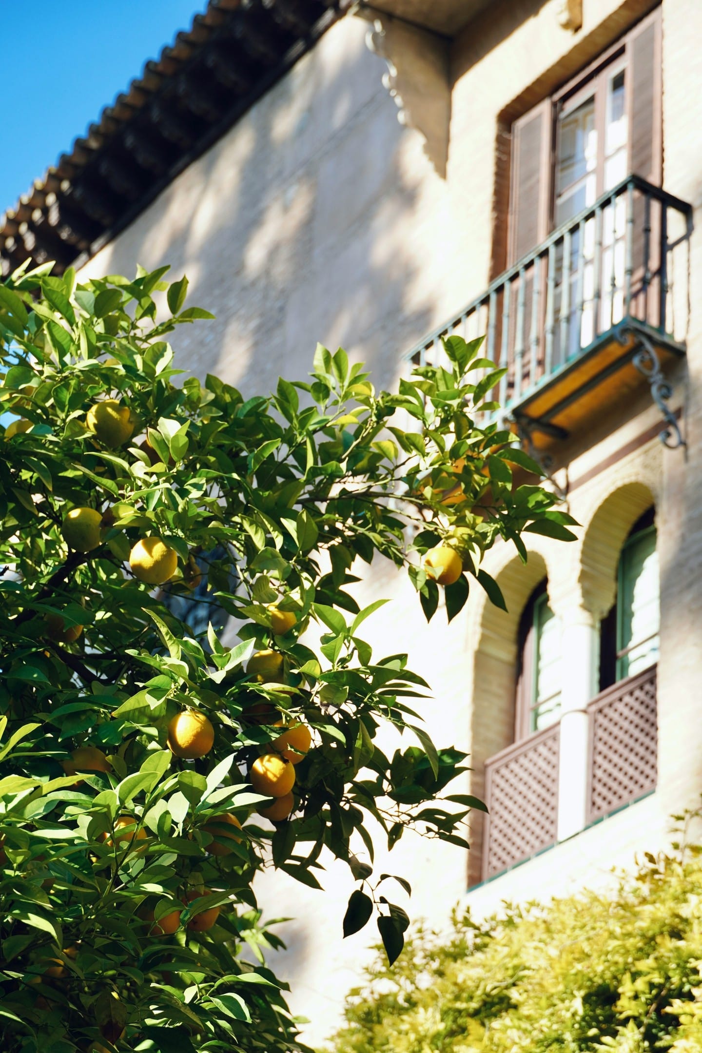 lemon tree with ripe lemons on patio