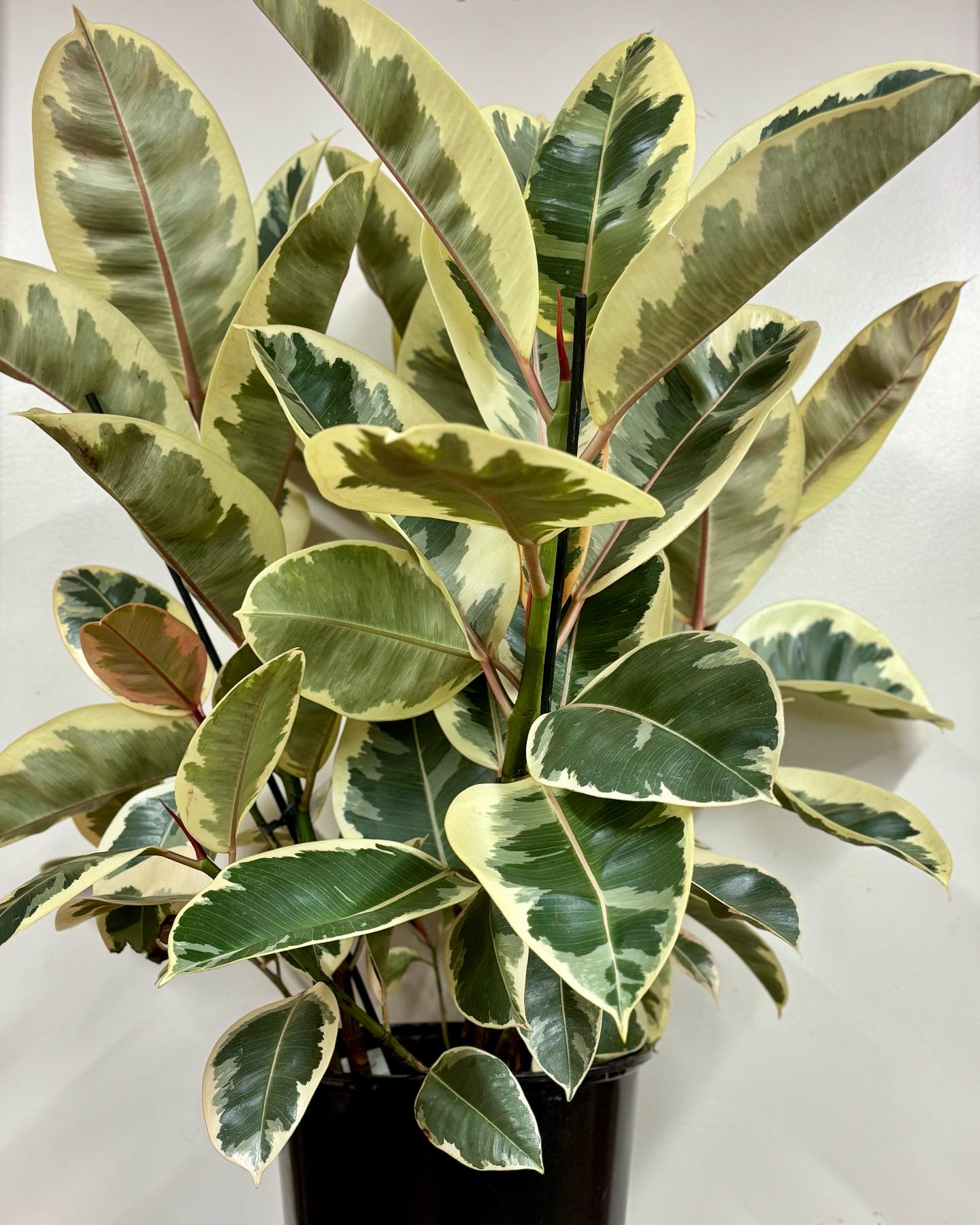 pyrite with rubber plant on office desk