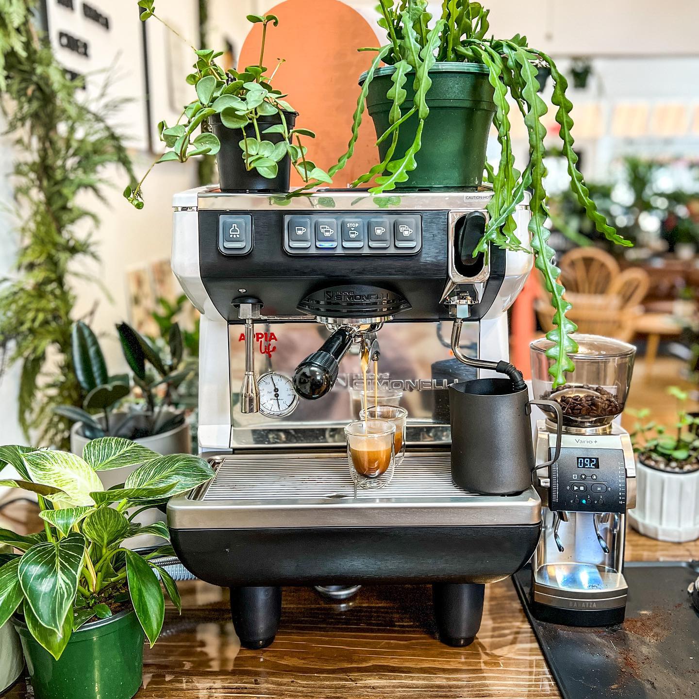 staghorn fern above kitchen sink