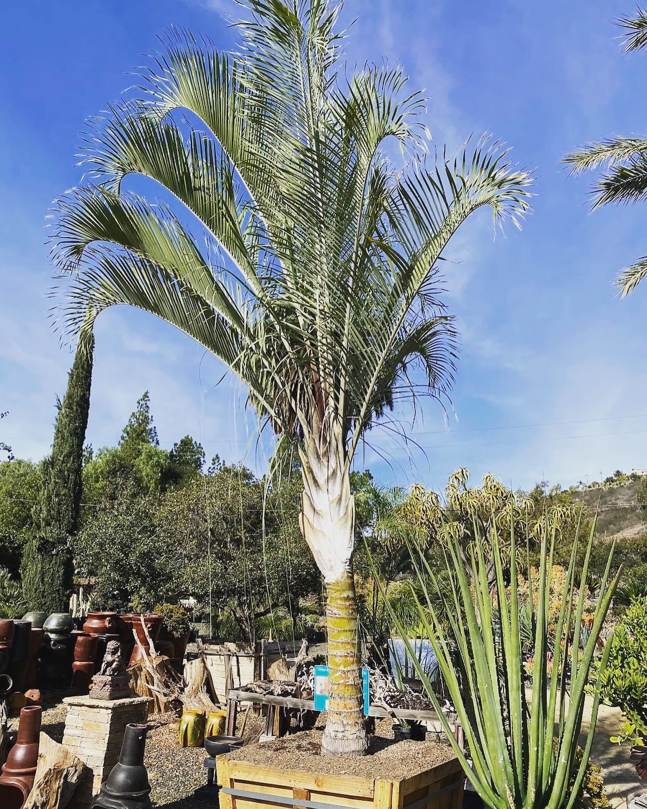 Triangle palm in contemporary living room