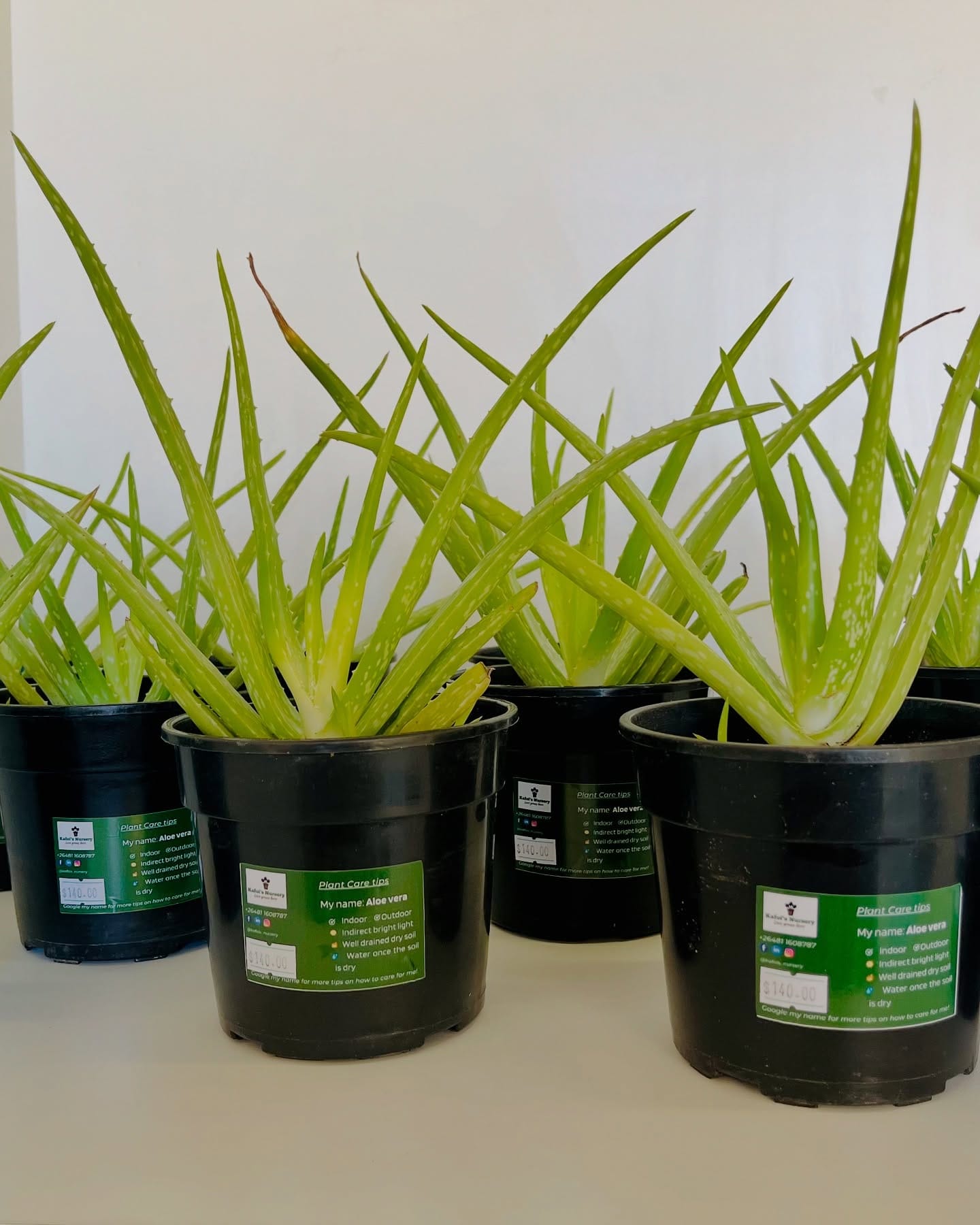 aloe vera plant on a windowsill