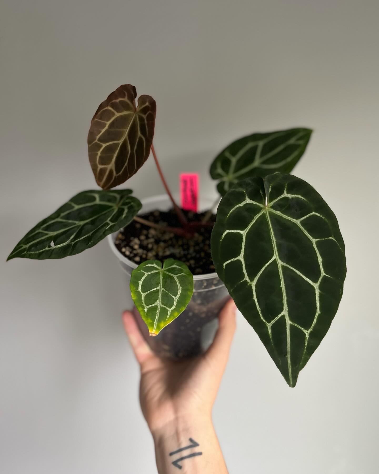 Anthurium Crystallinum with shimmering foliage
