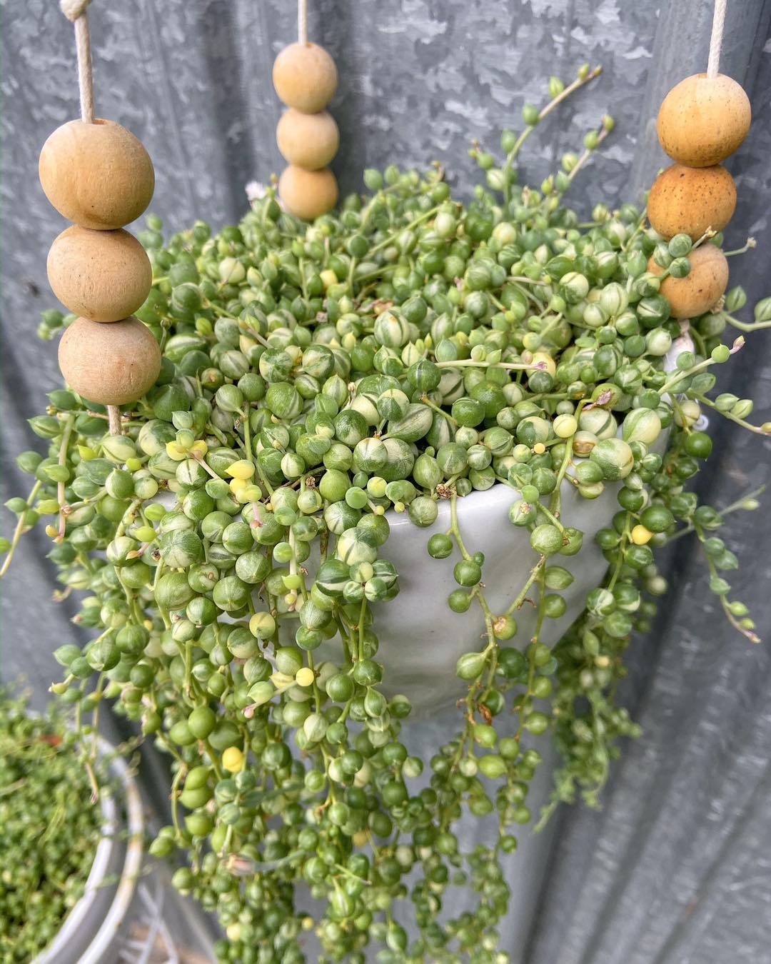 string of pearls cascading over vanity edge