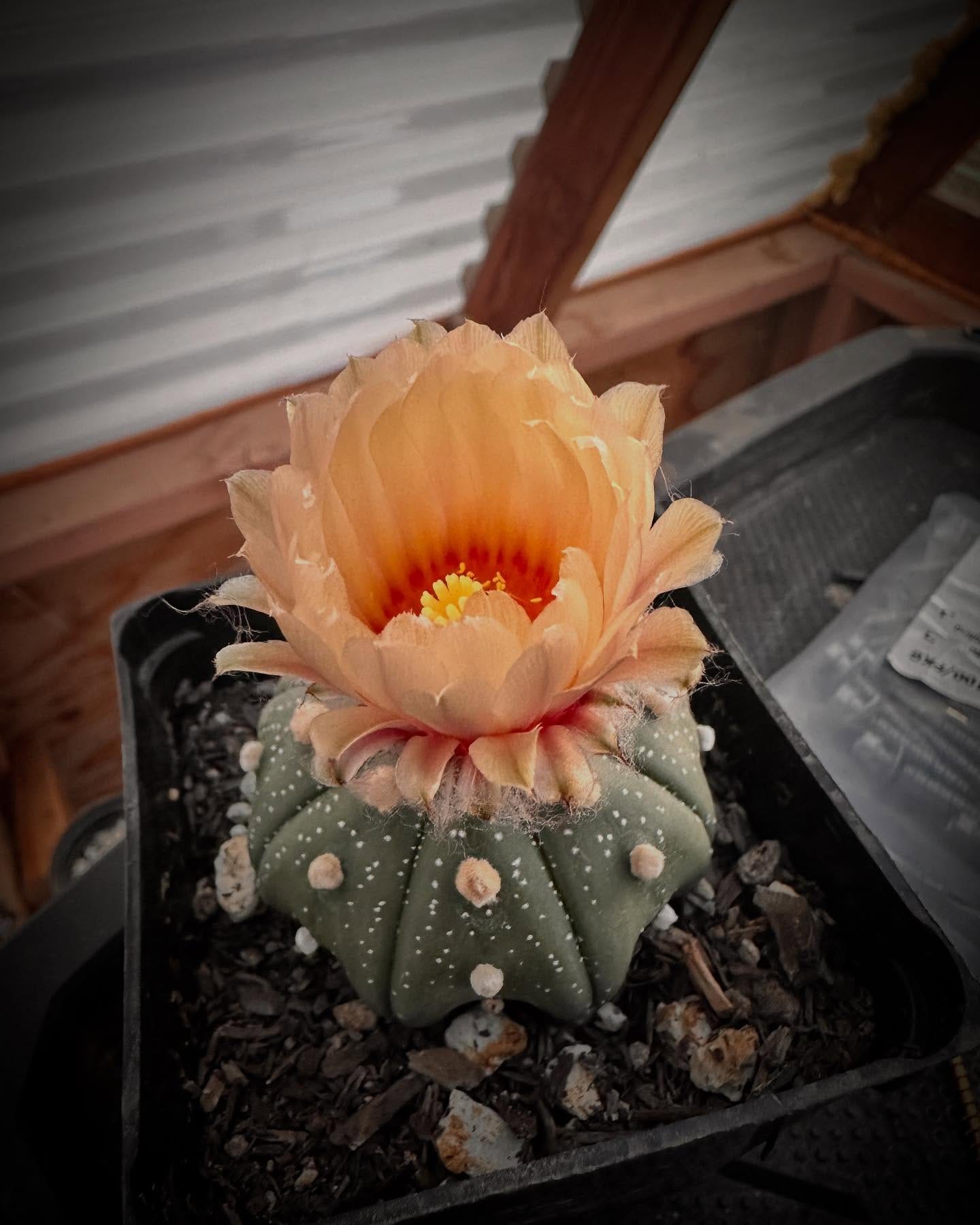 small cacti in resin block