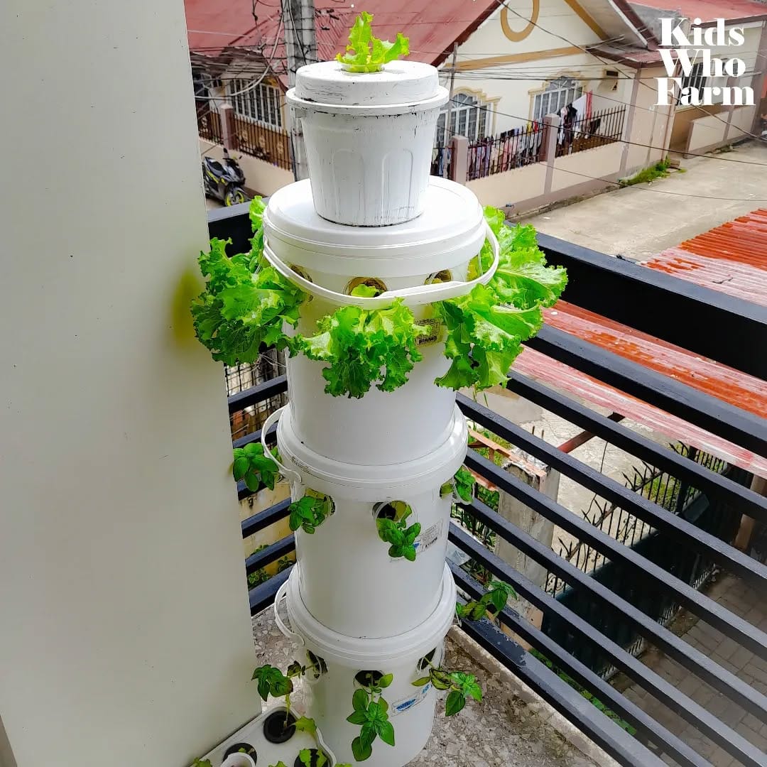 Kratky hydroponic setup with leafy greens