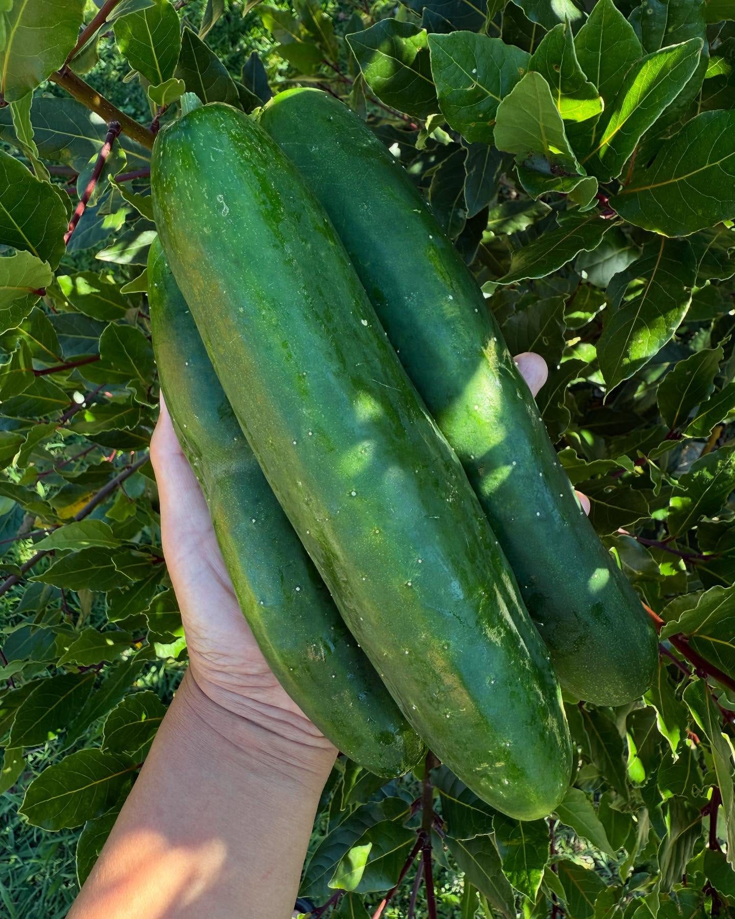 cucumbers hanging from vine