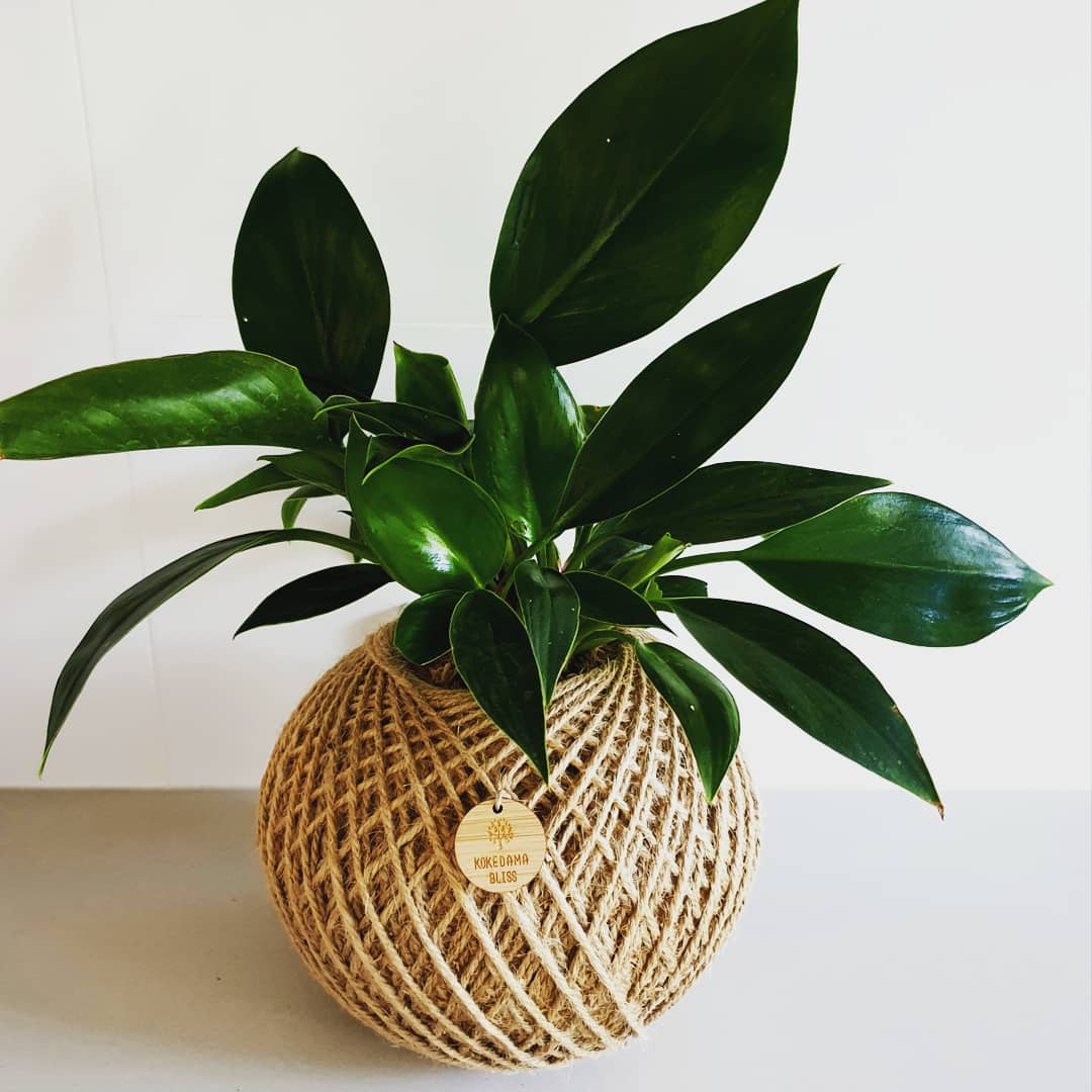kokedama on office desk