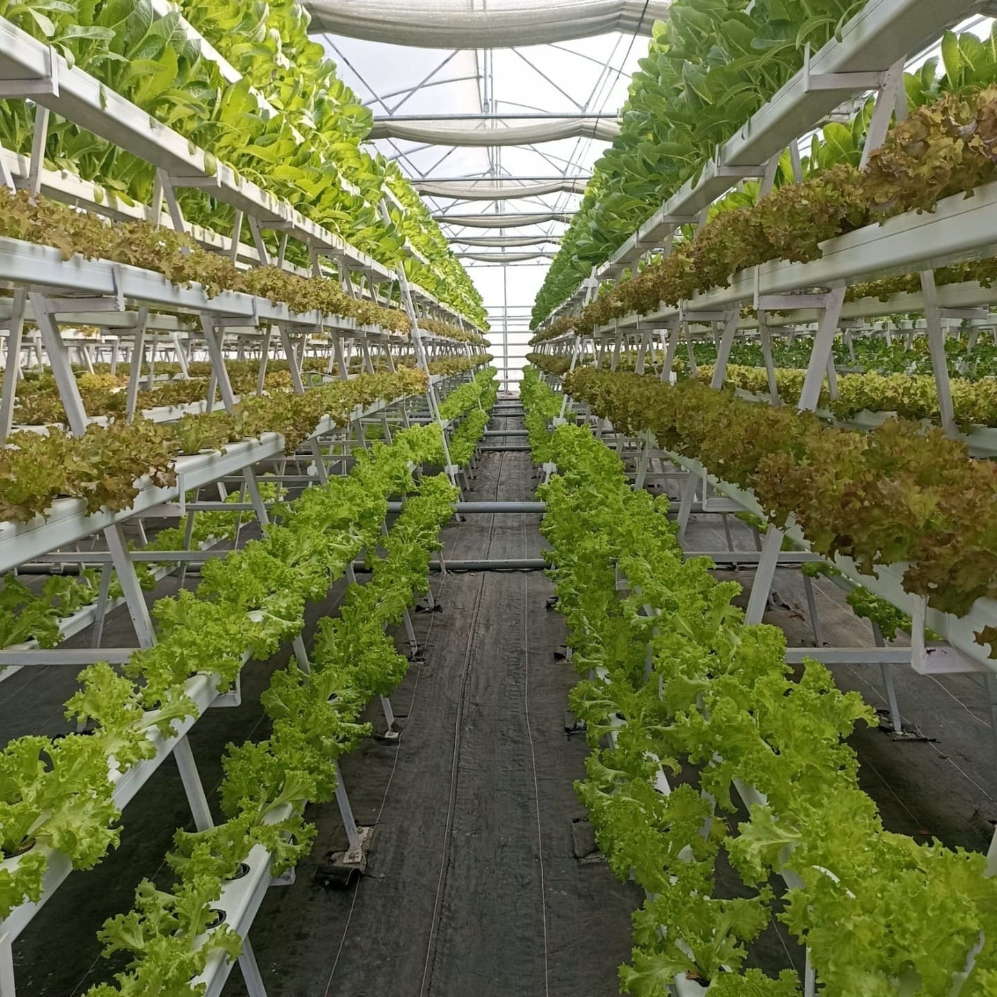 vertical hydroponic system indoors