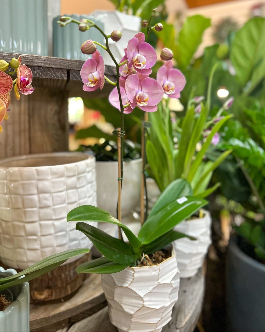 colorful orchids in decorative hat box