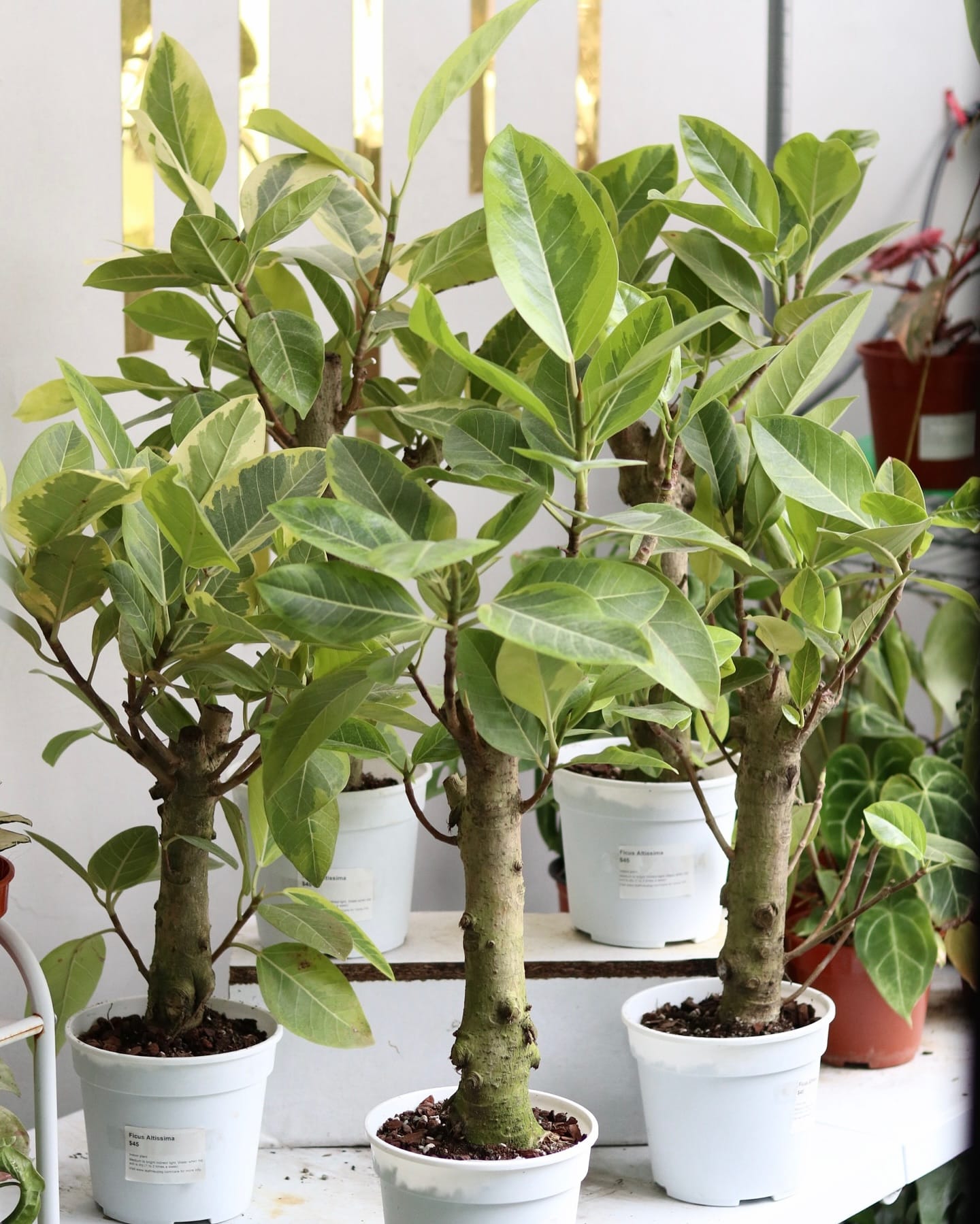 ficus benjamina in a corner office