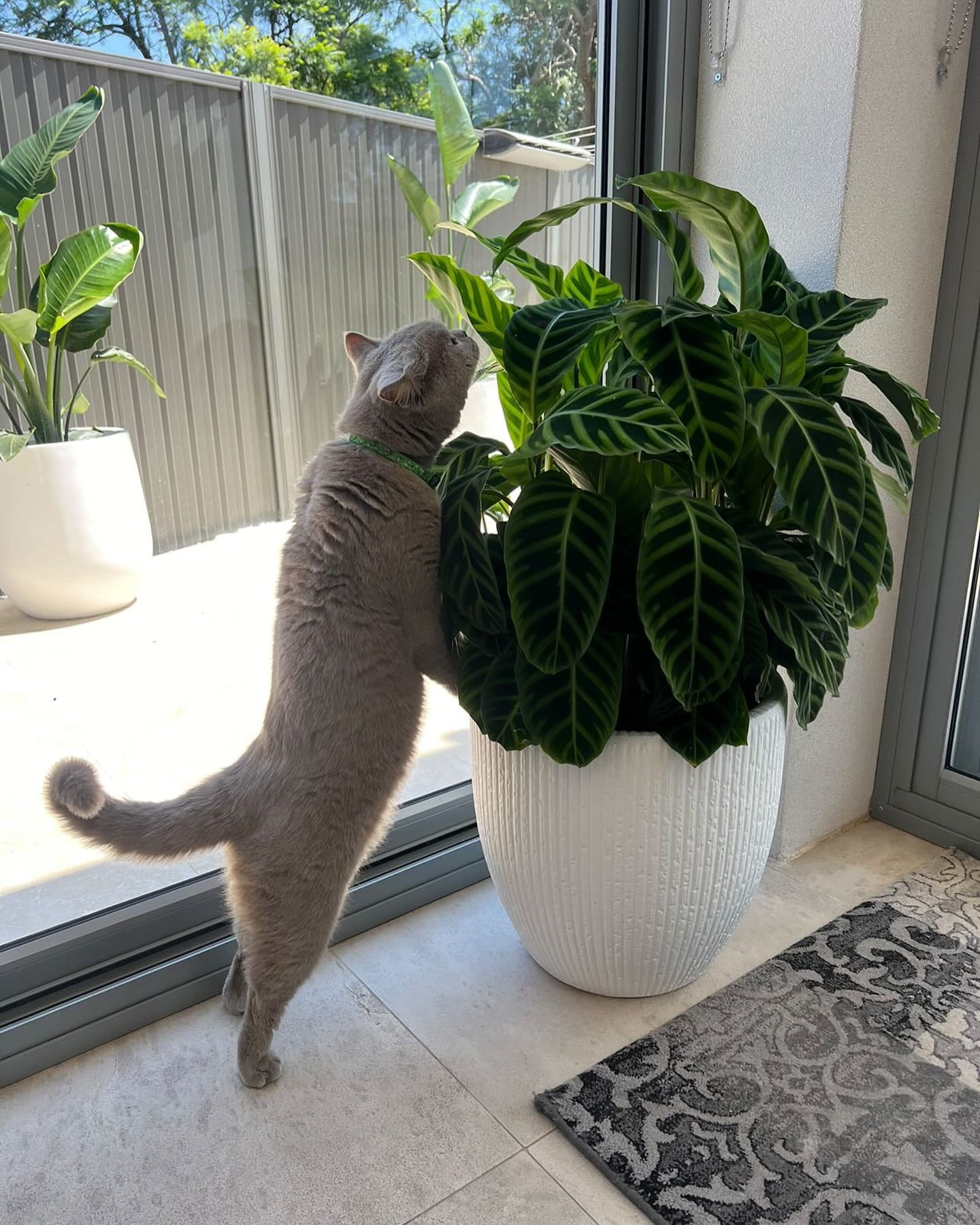 pet-friendly plant tapestry with spider plant