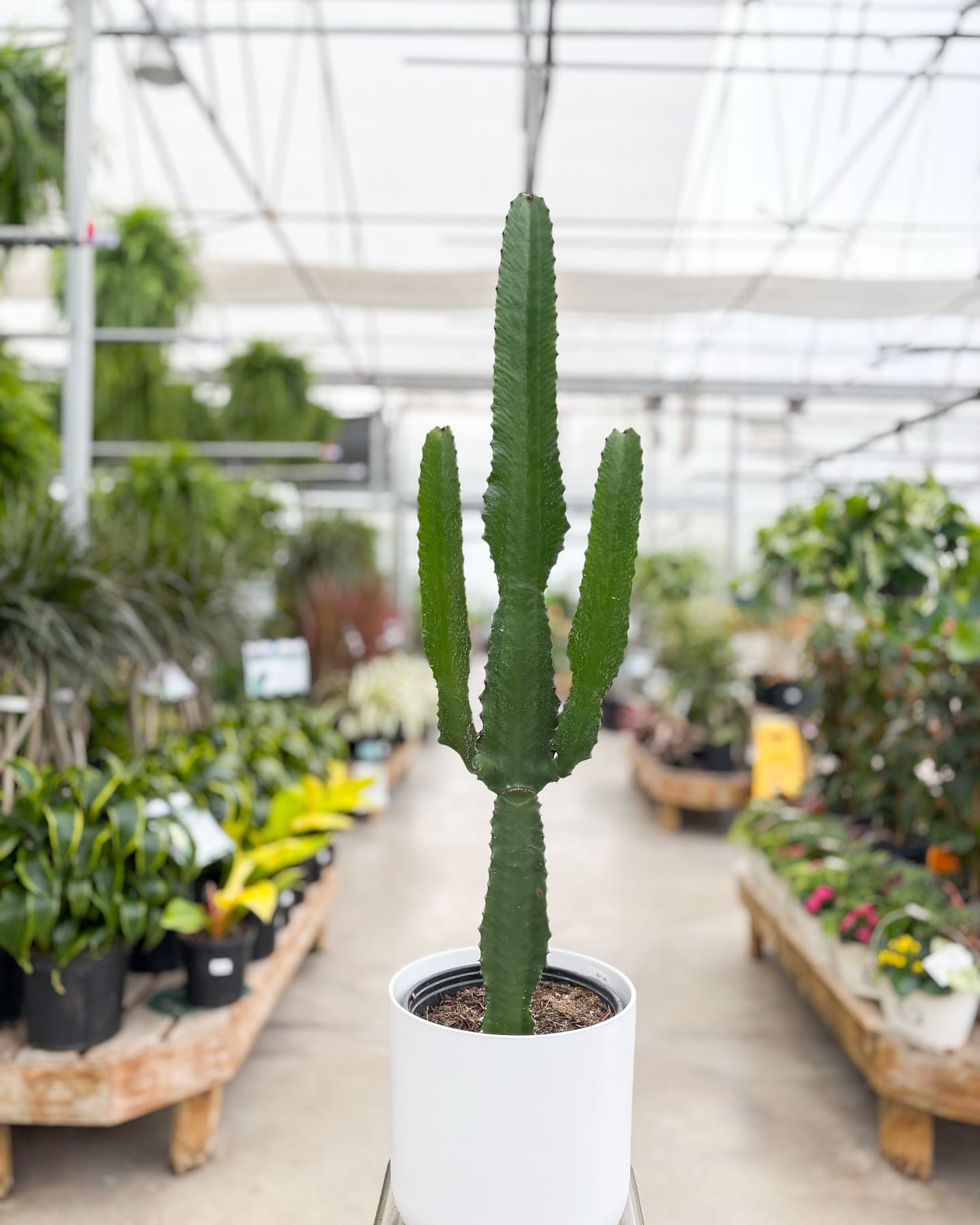 columnar cactus with string of pearls