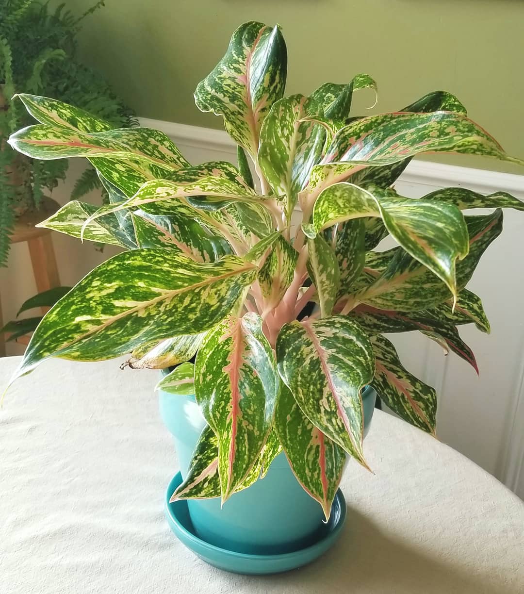 Colorful Chinese evergreen in decorative pot