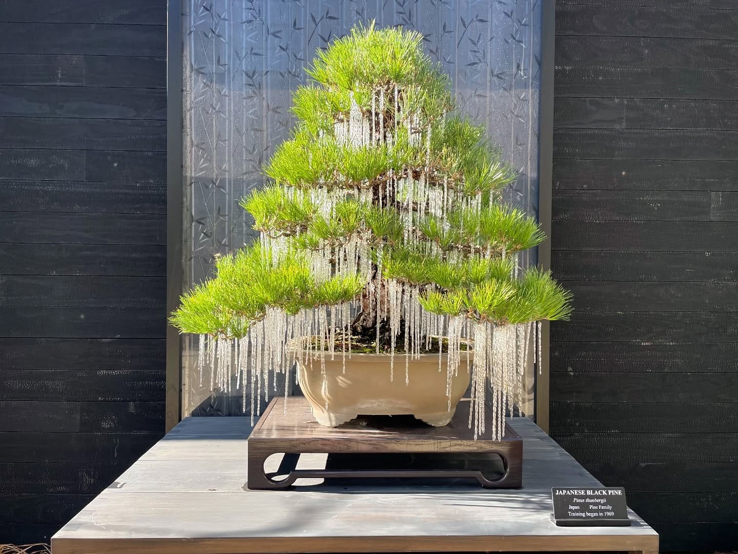 bonsai with tabletop fountain