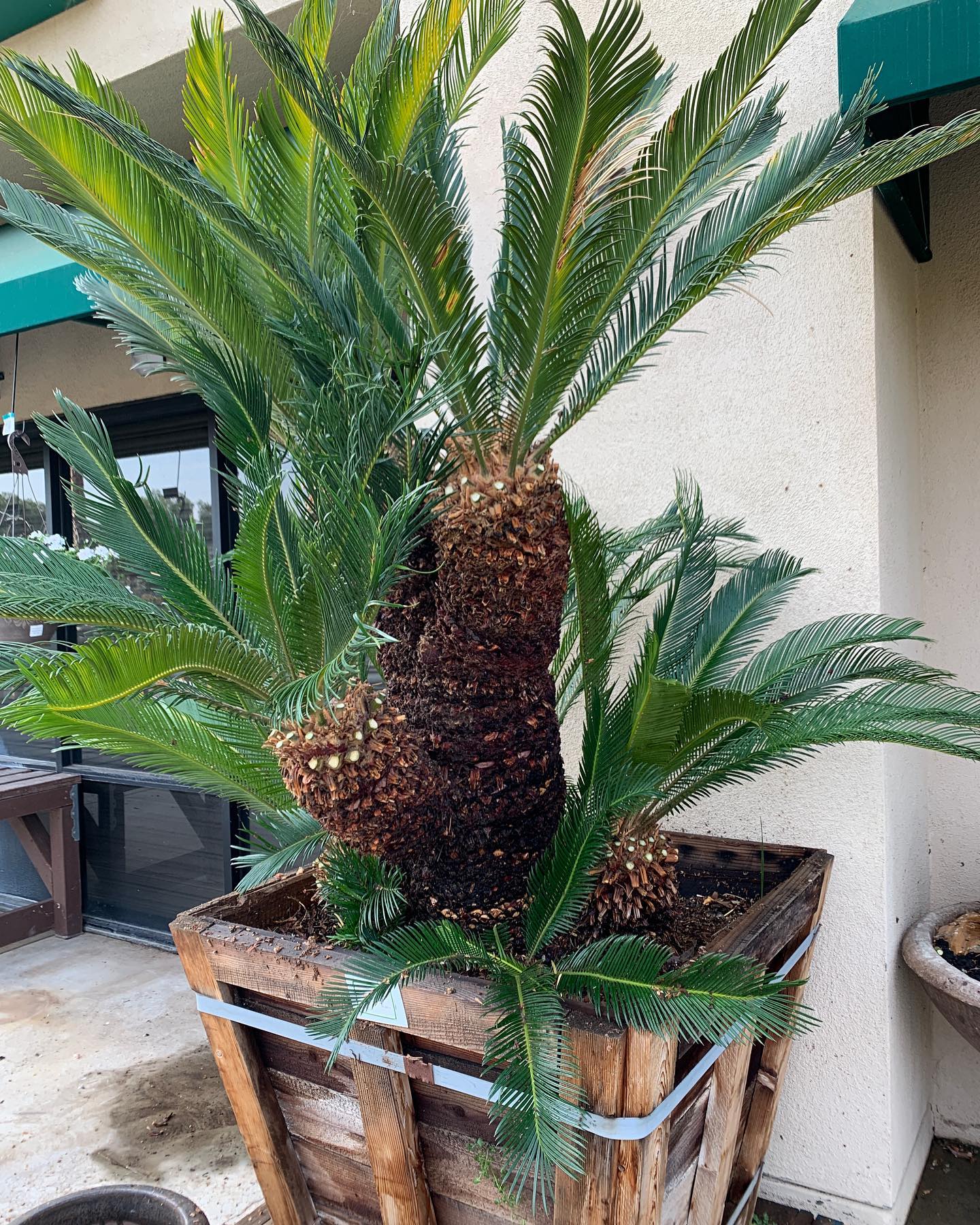 Sago palm centerpiece on dining table