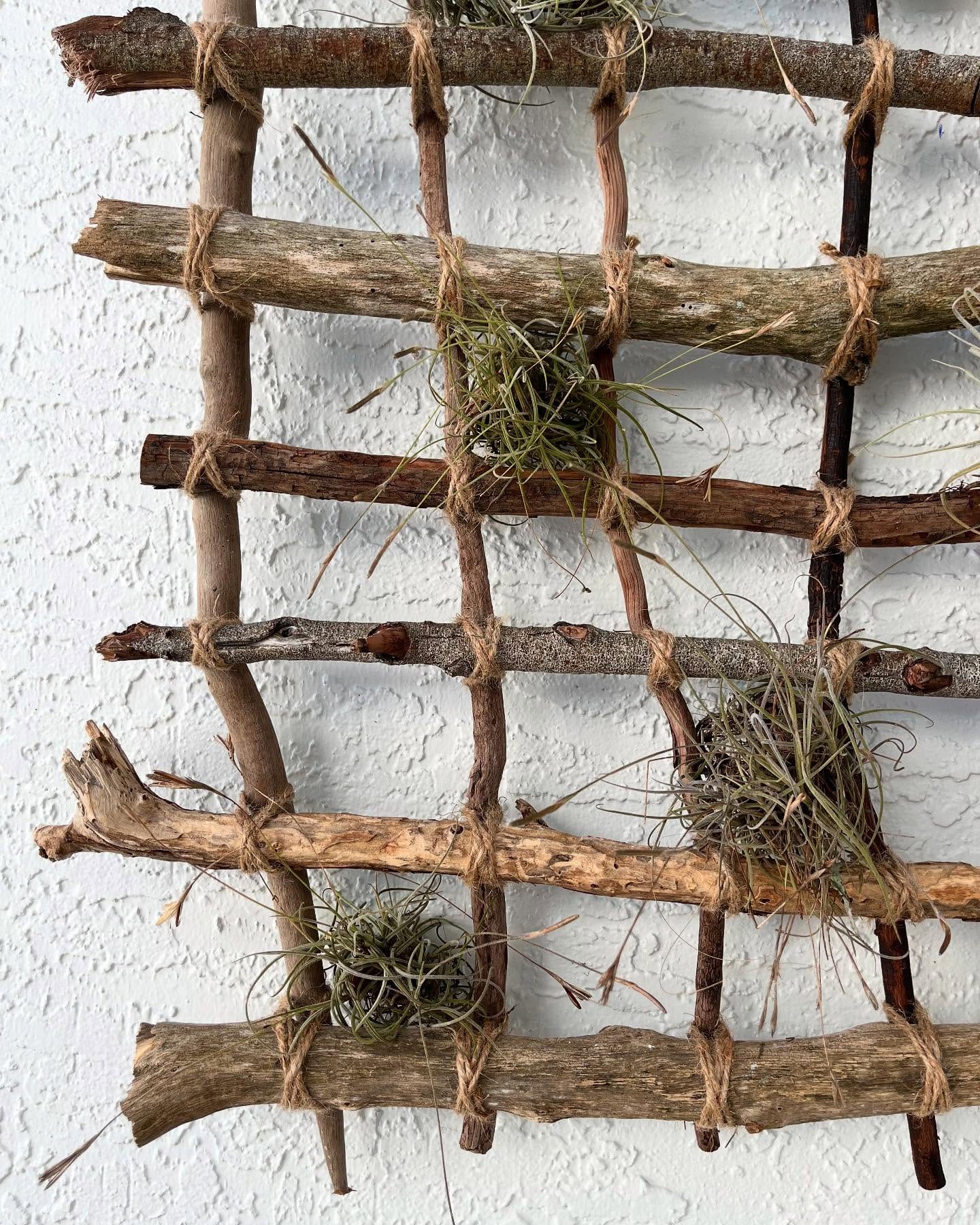 driftwood hanging with air plants