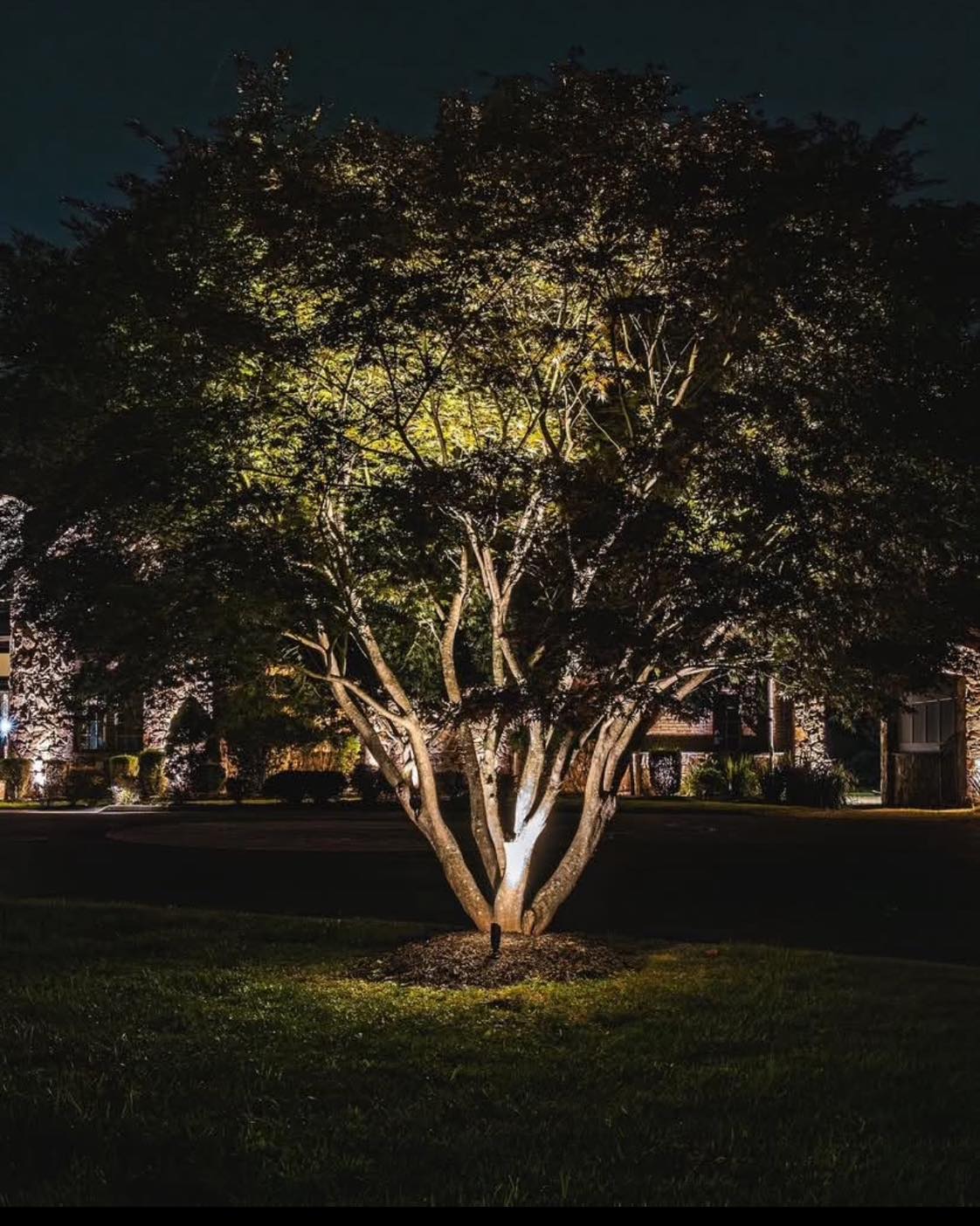soft moonlighting on tree branches