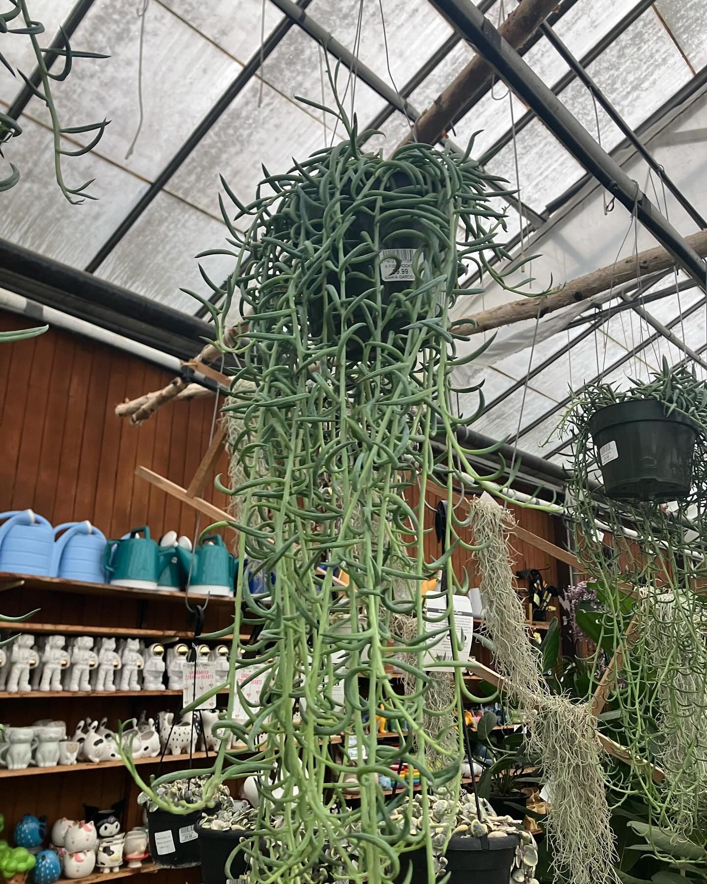 Macramé plant hanger with fern