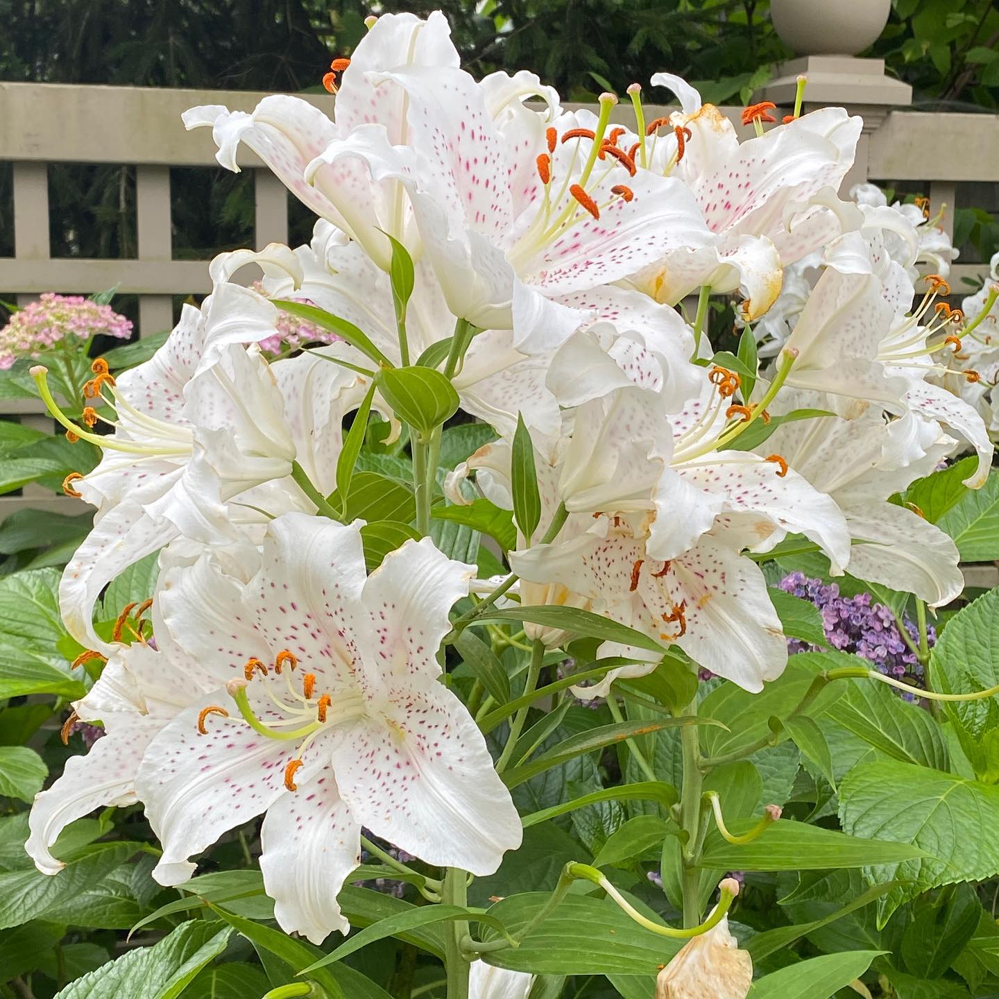 casa blanca lily in bloom