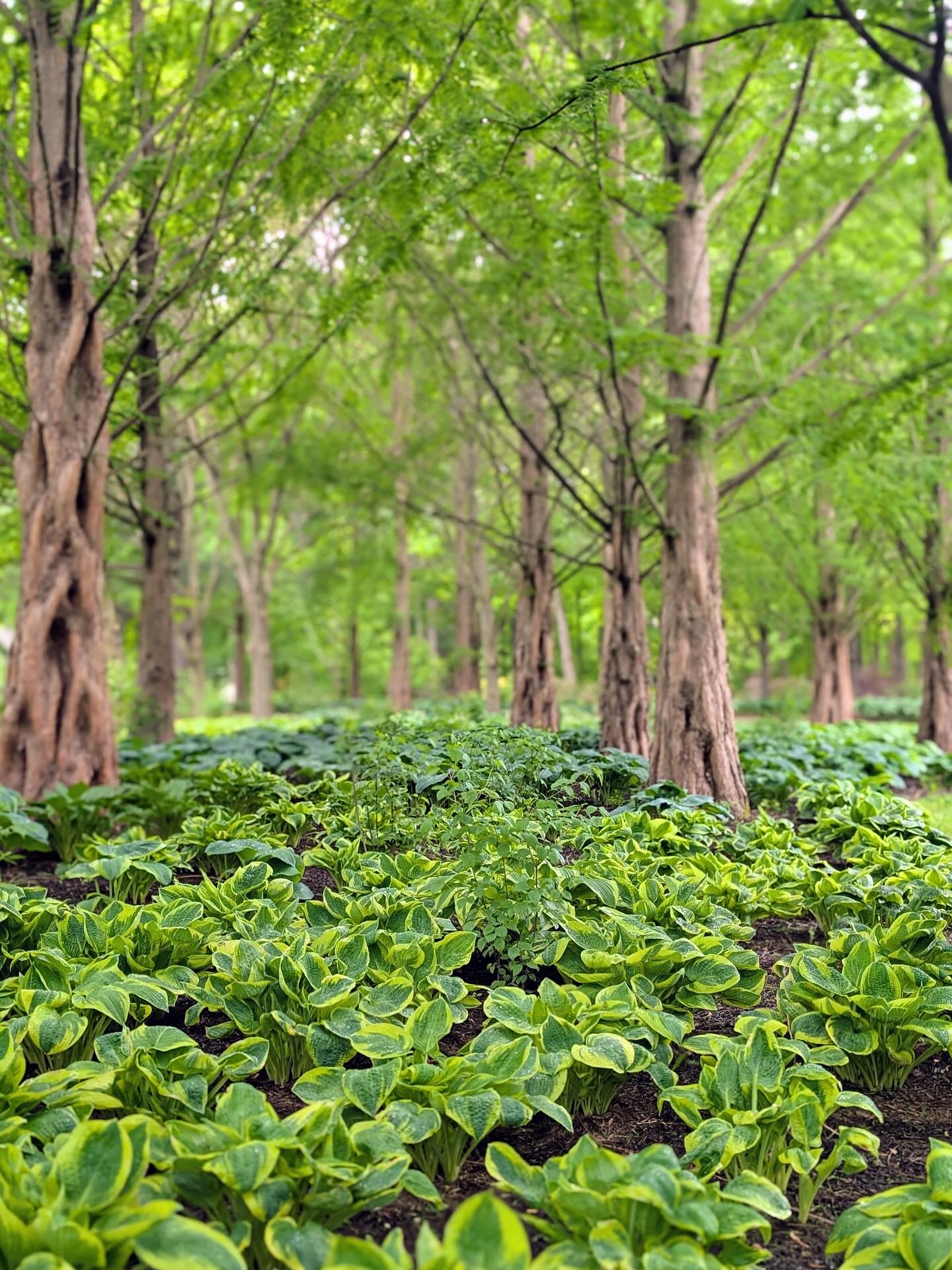 hosta leaves in shaded garden