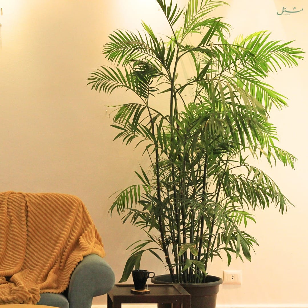 bamboo palm in a woven basket