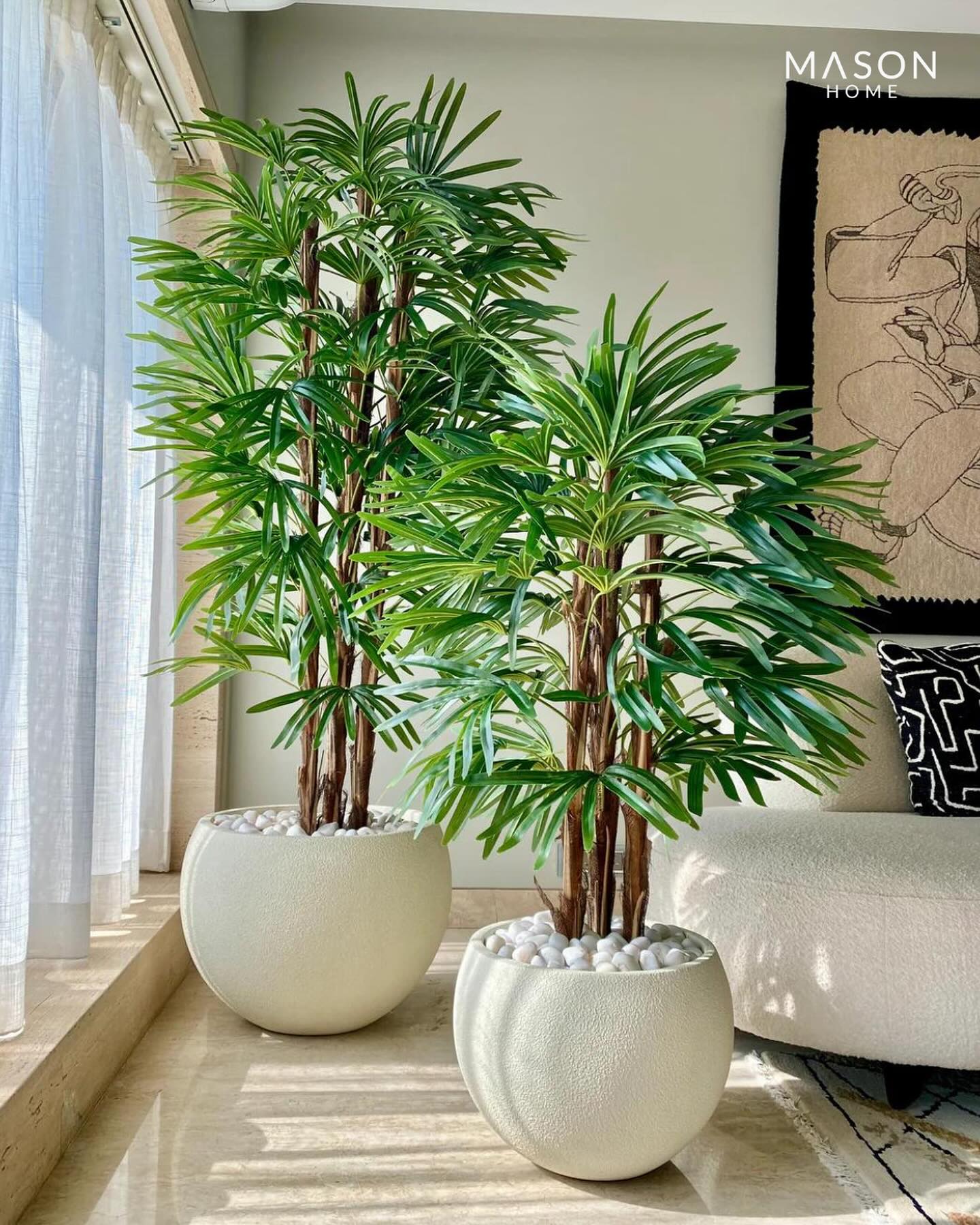 tall snake plant on a wooden dresser