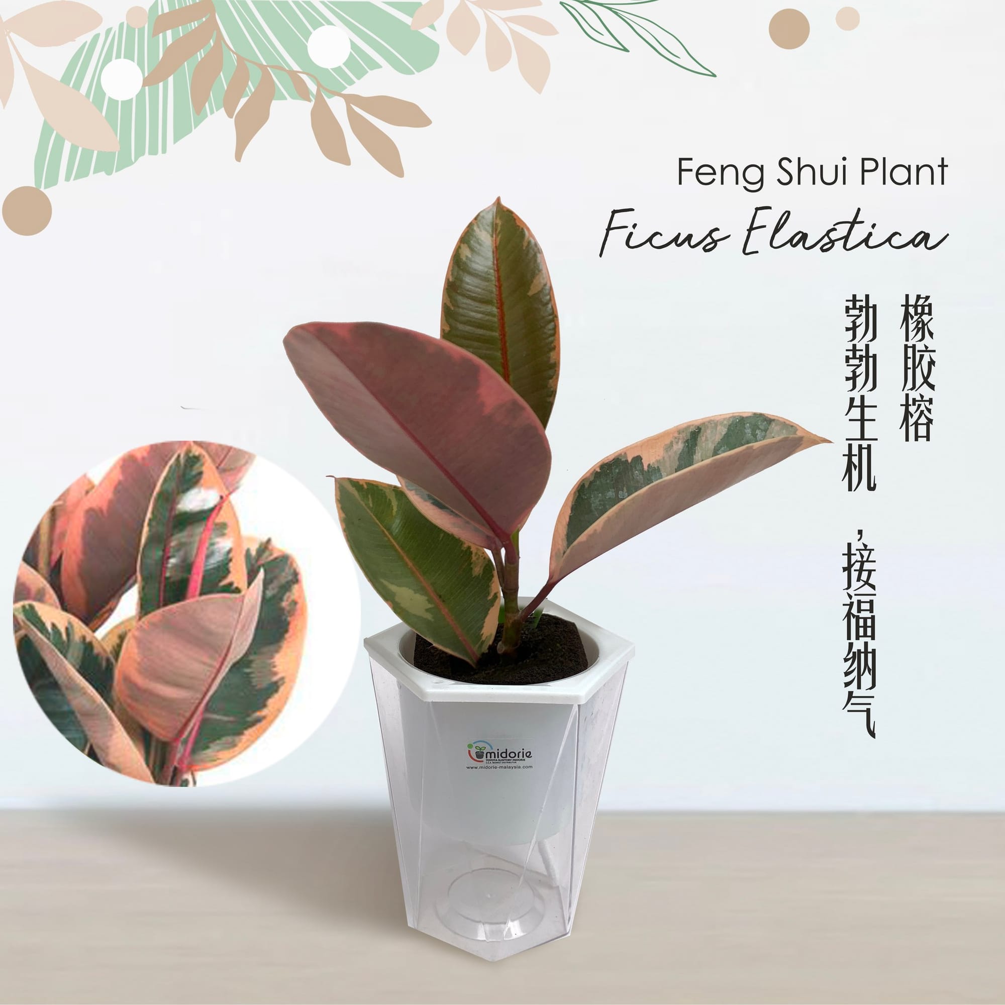 sage plant on a study shelf