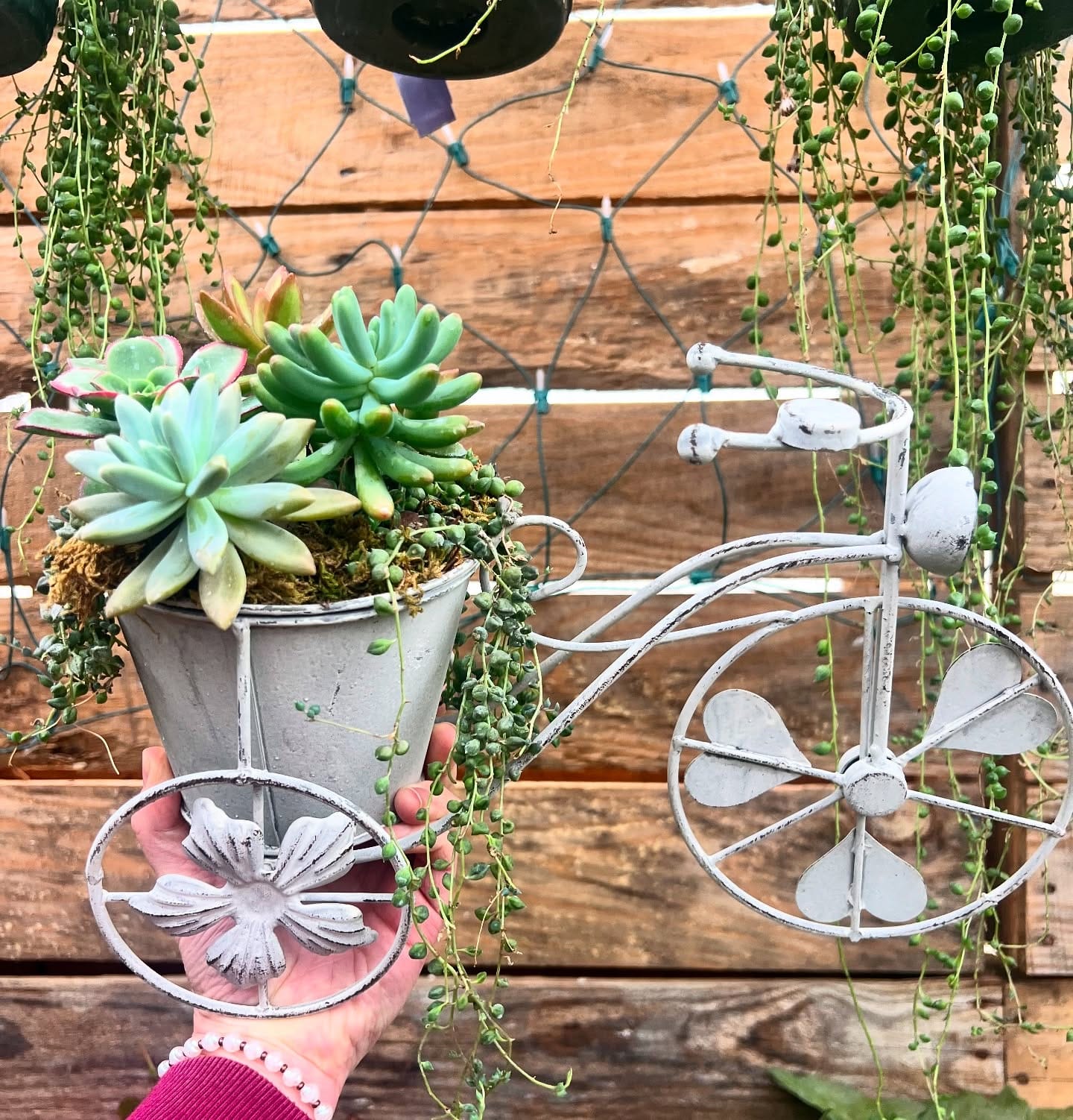 bicycle plant with beginner's guide book