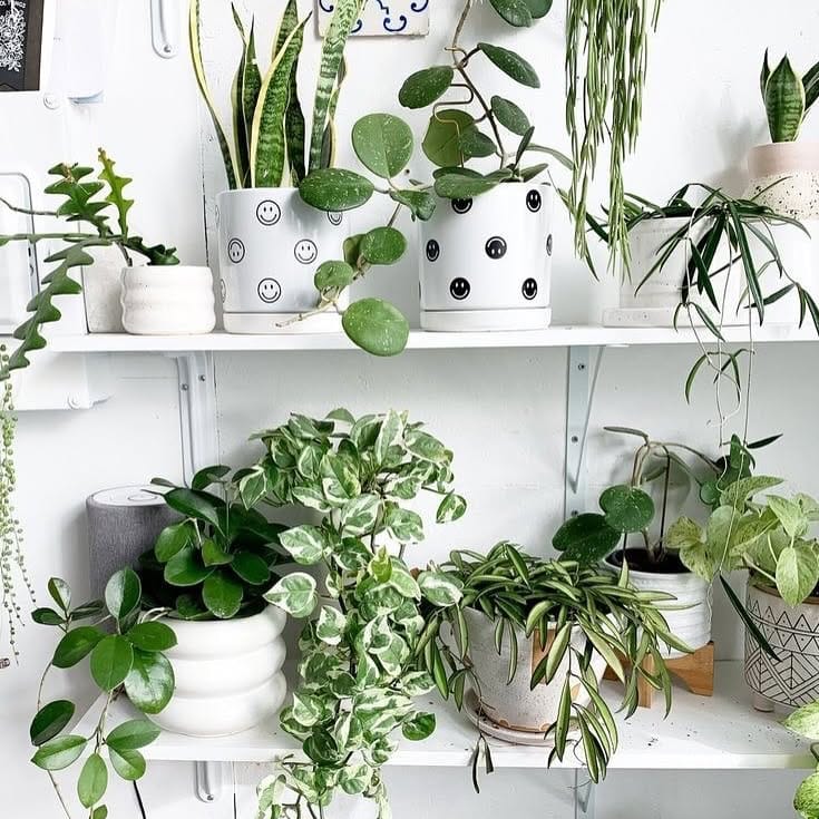 Philodendron and Pothos in hanging baskets