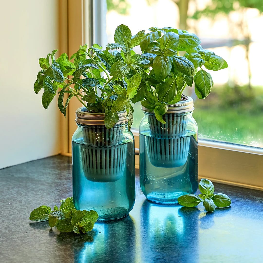 Subscription herbs in Mason jars