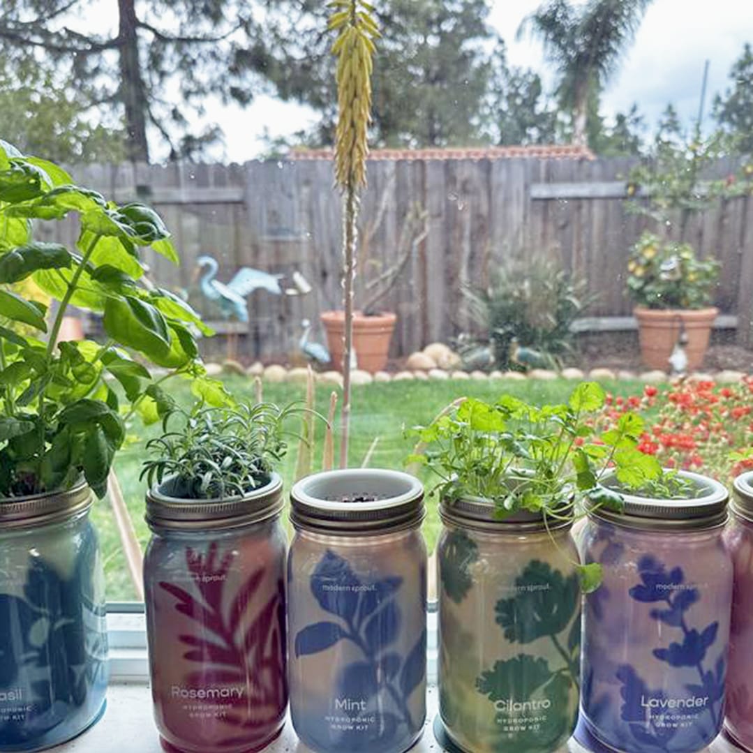 Colorful Mason jars with herbs