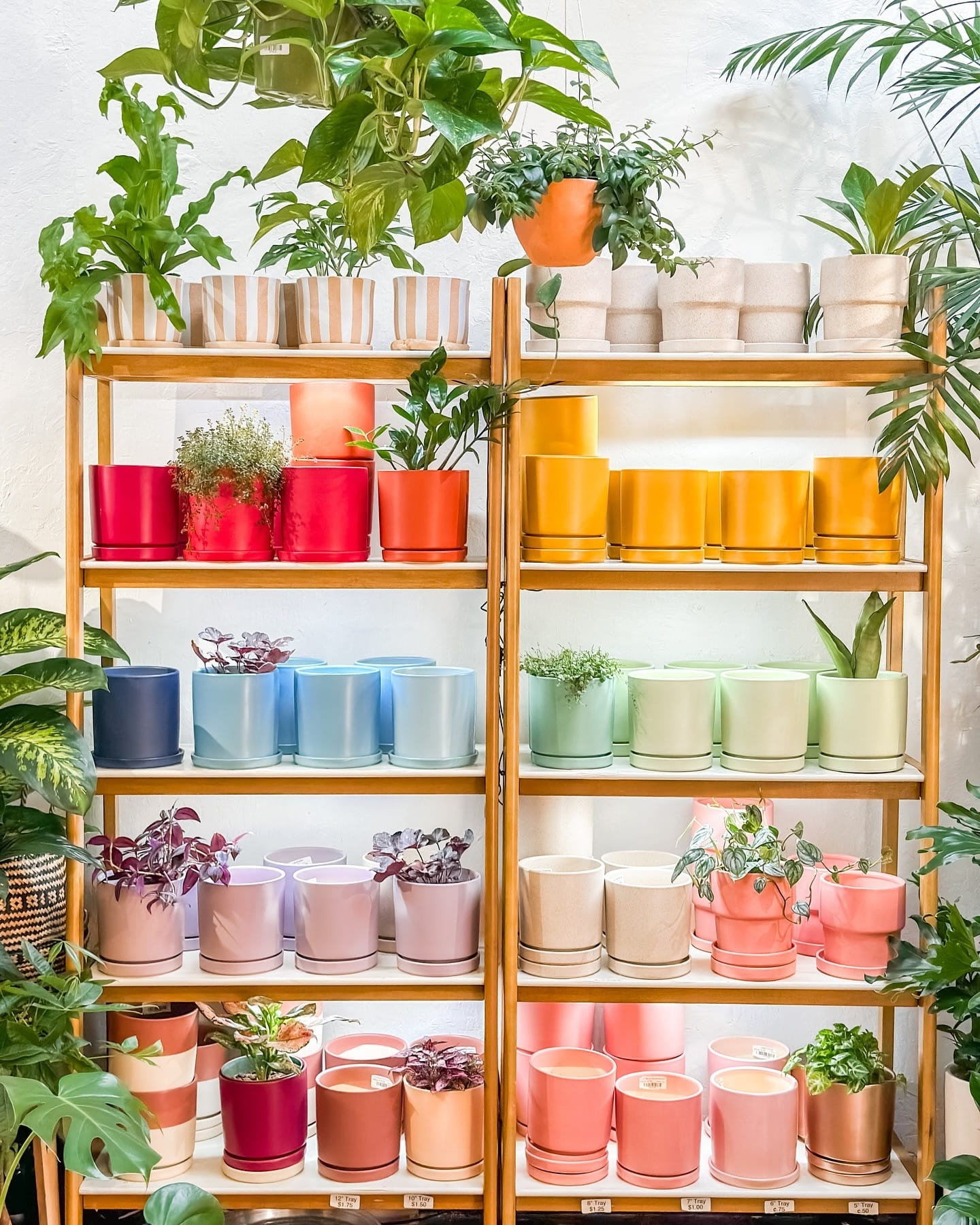 rainbow-colored planters with plants