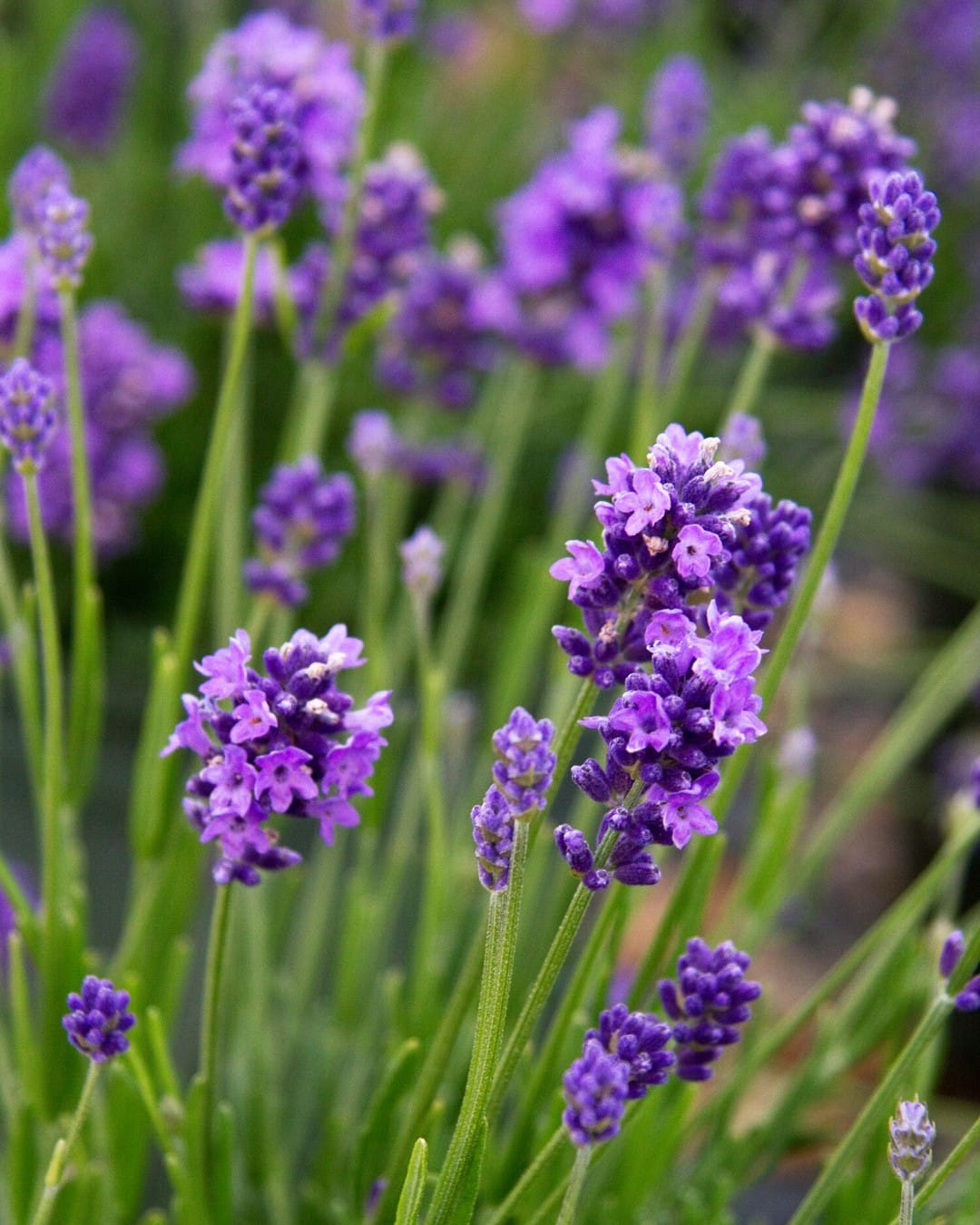 lavender sprigs in a vase