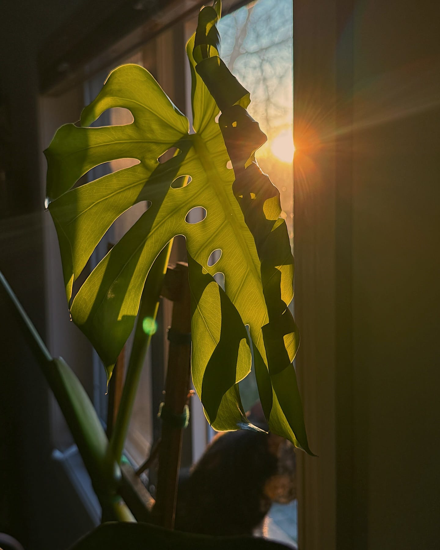 Monstera on window ledge