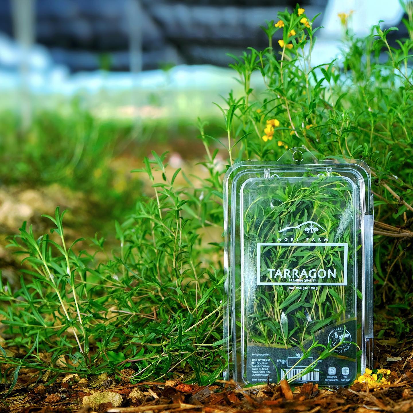 Tarragon sprigs in a kitchen window