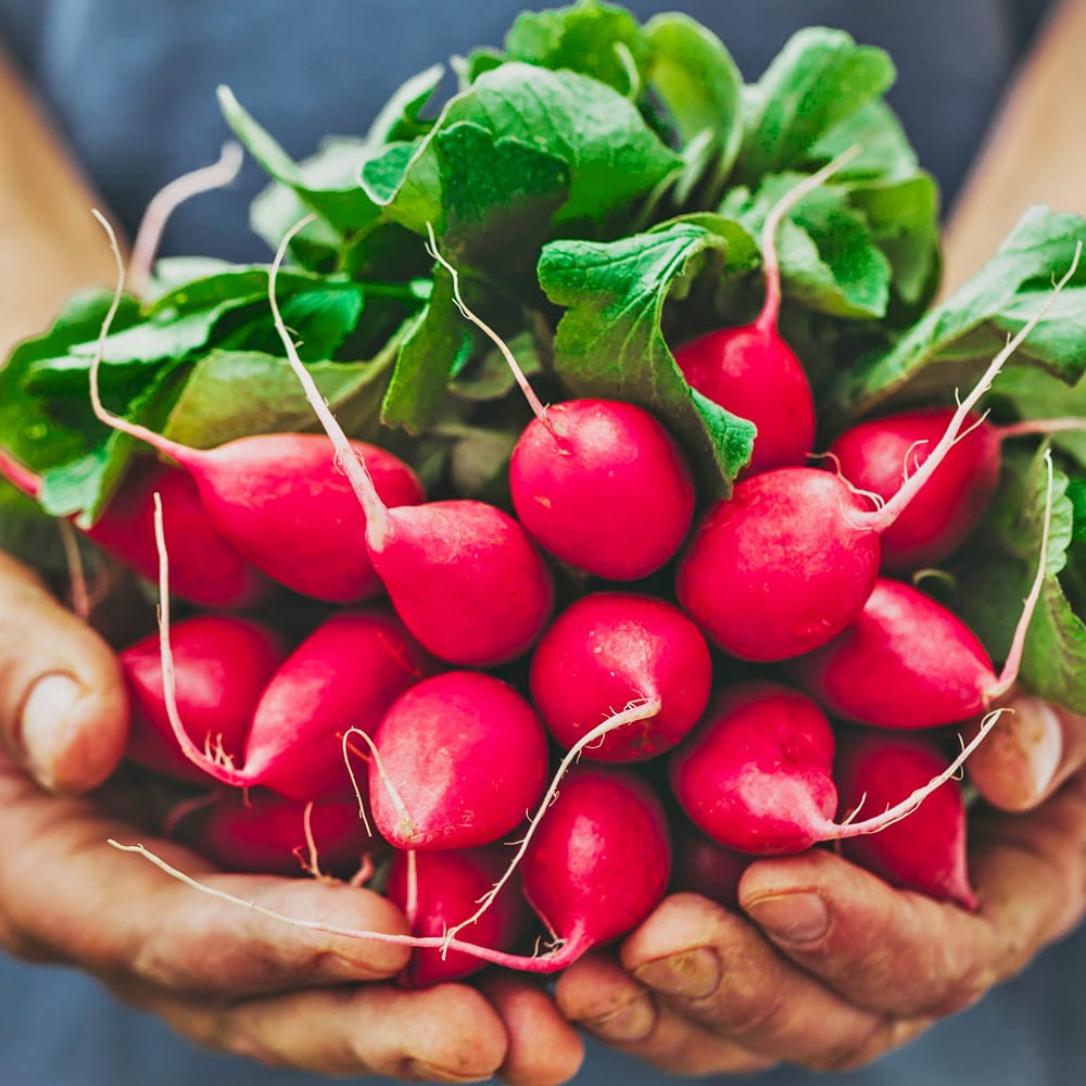 lettuce with radish sprouts