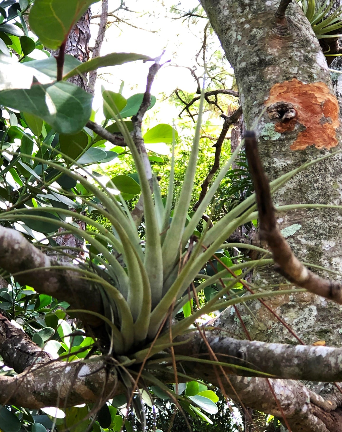 decorative wreath with epiphytes