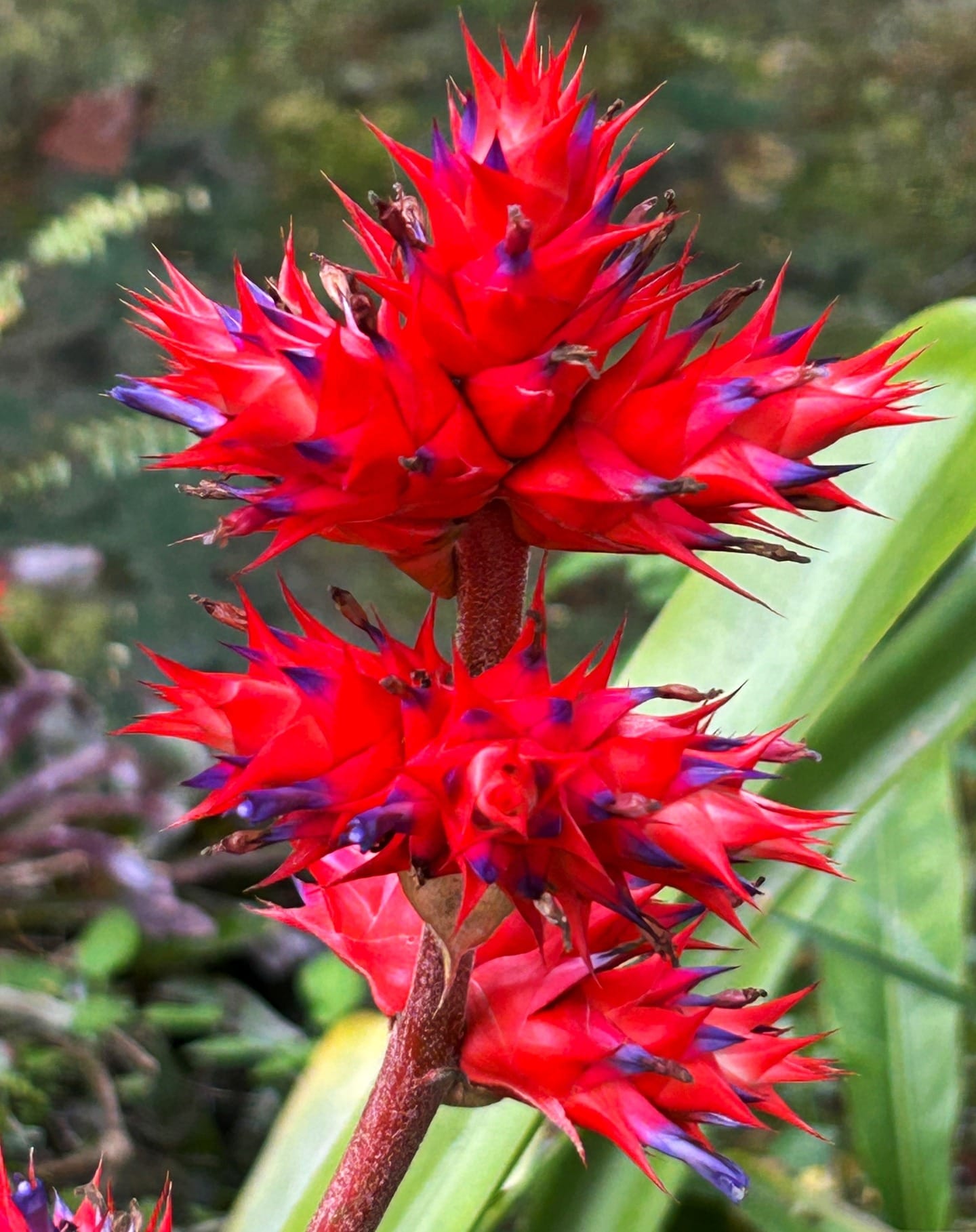 bromeliads with vibrant flowers